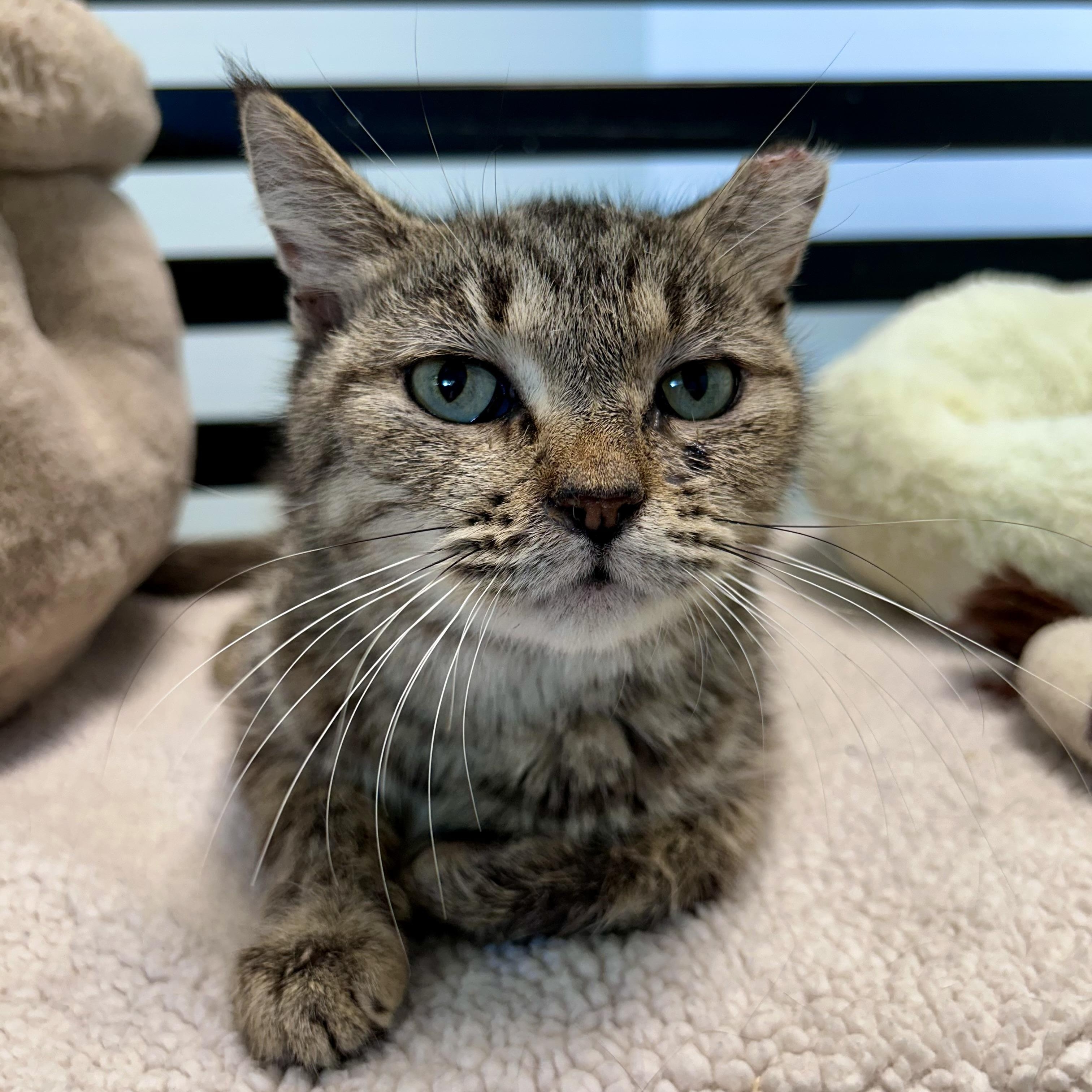 Enlarge Appletini - CHOW HOUND, a Adoptable Tabby in Grand Rapids, MI image 1/6