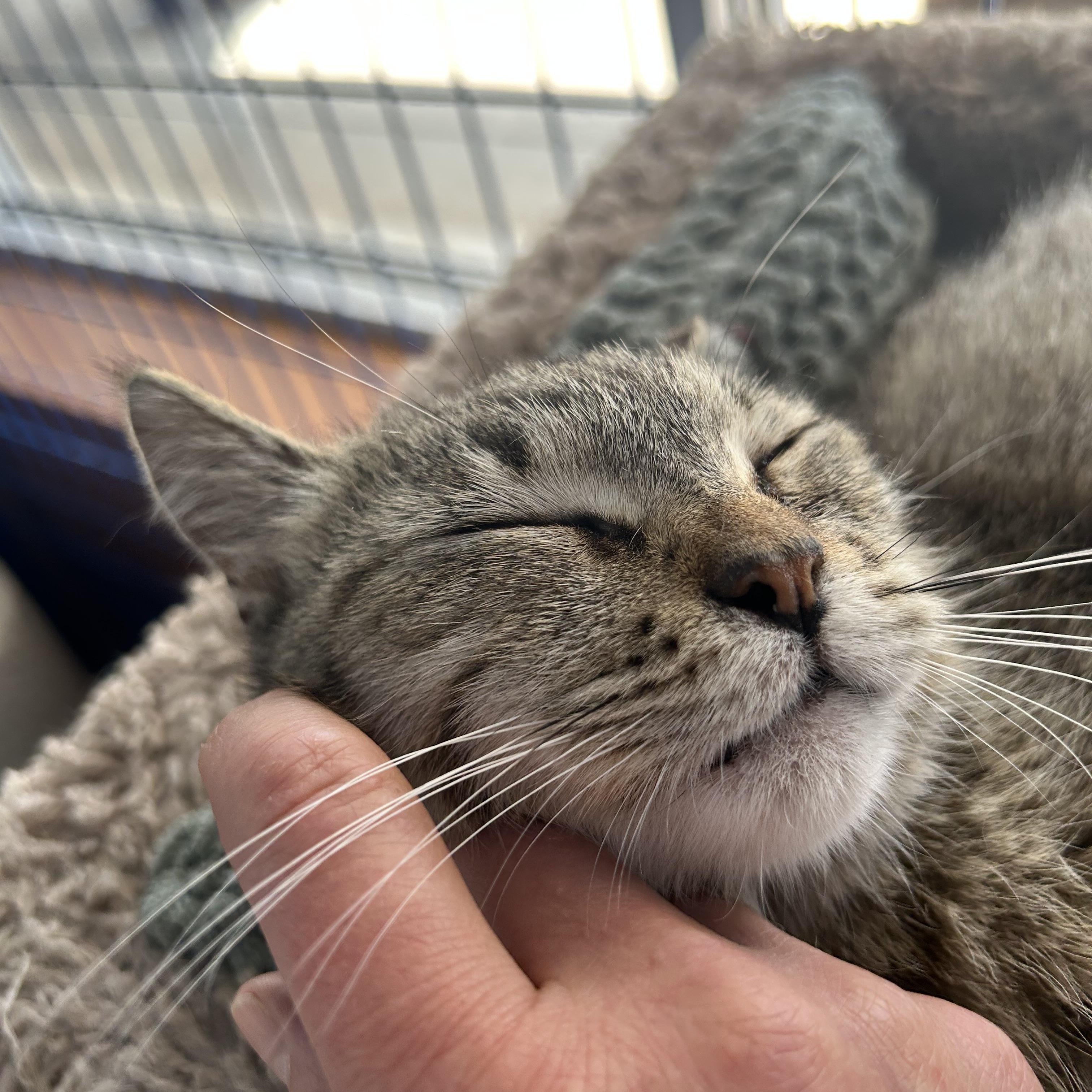 Enlarge Appletini - CHOW HOUND, a Adoptable Tabby in Grand Rapids, MI image 6/6