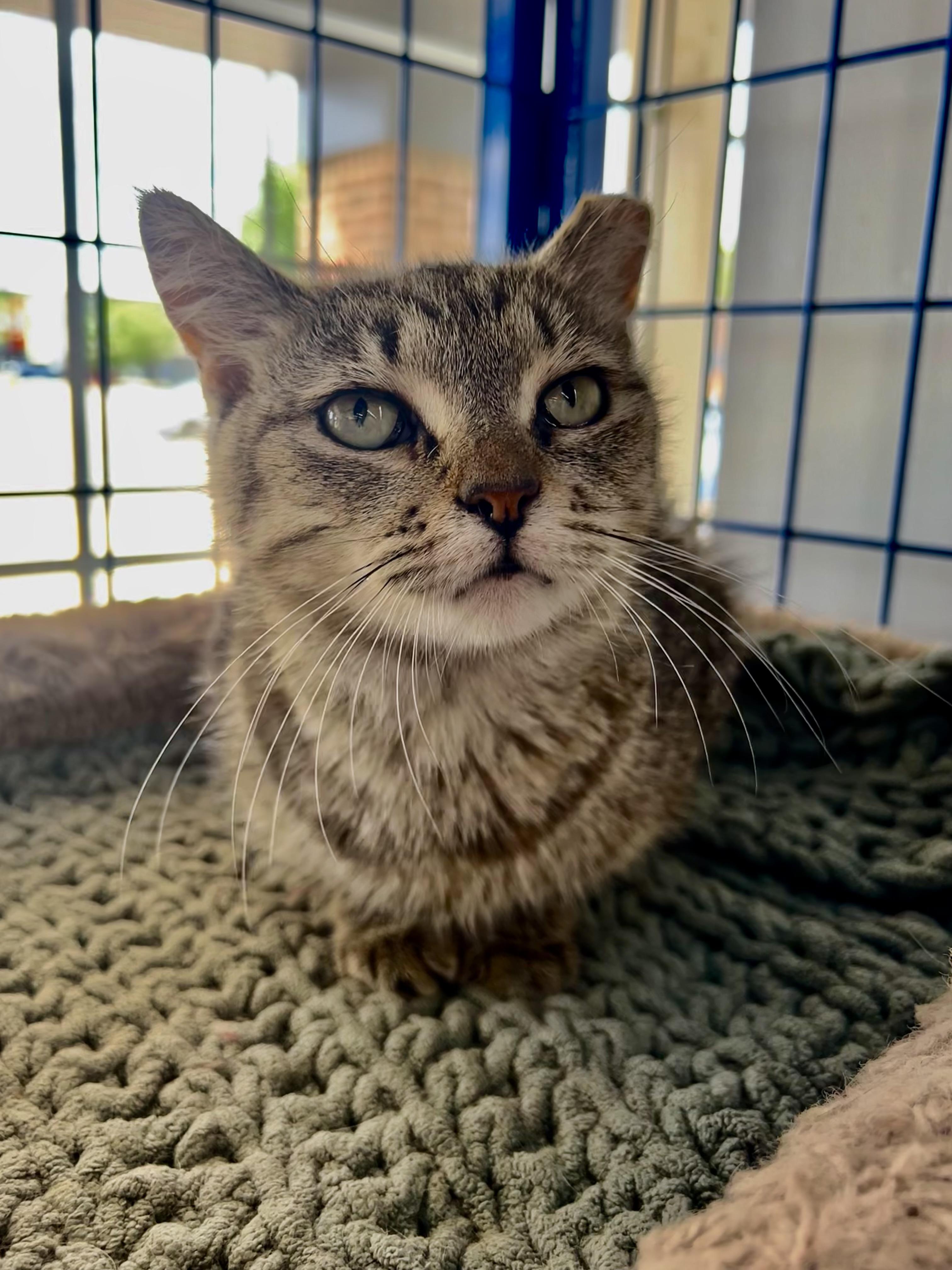 Enlarge Appletini - CHOW HOUND, a Adoptable Tabby in Grand Rapids, MI image 2/6