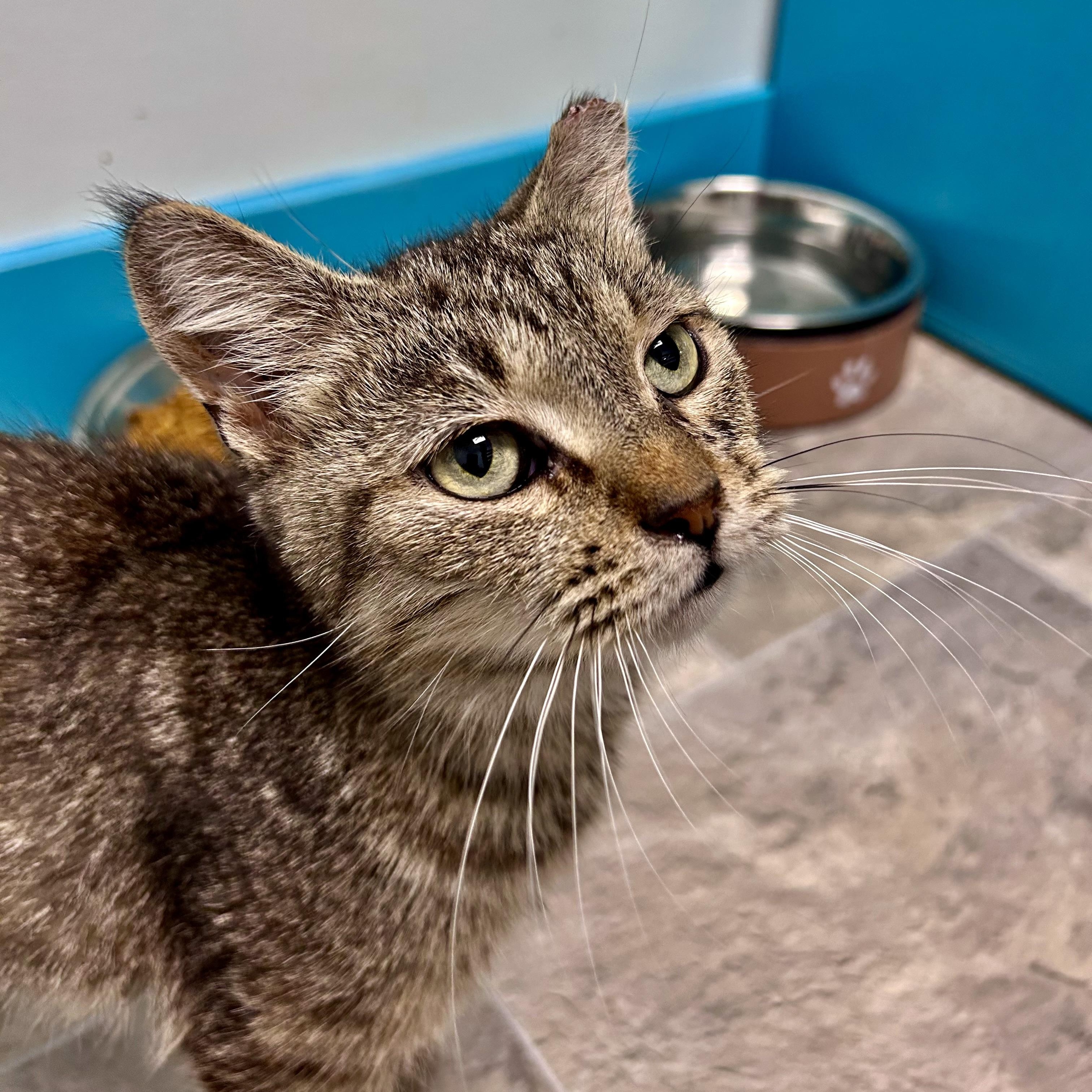 Enlarge Appletini - CHOW HOUND, a Adoptable Tabby in Grand Rapids, MI image 5/6
