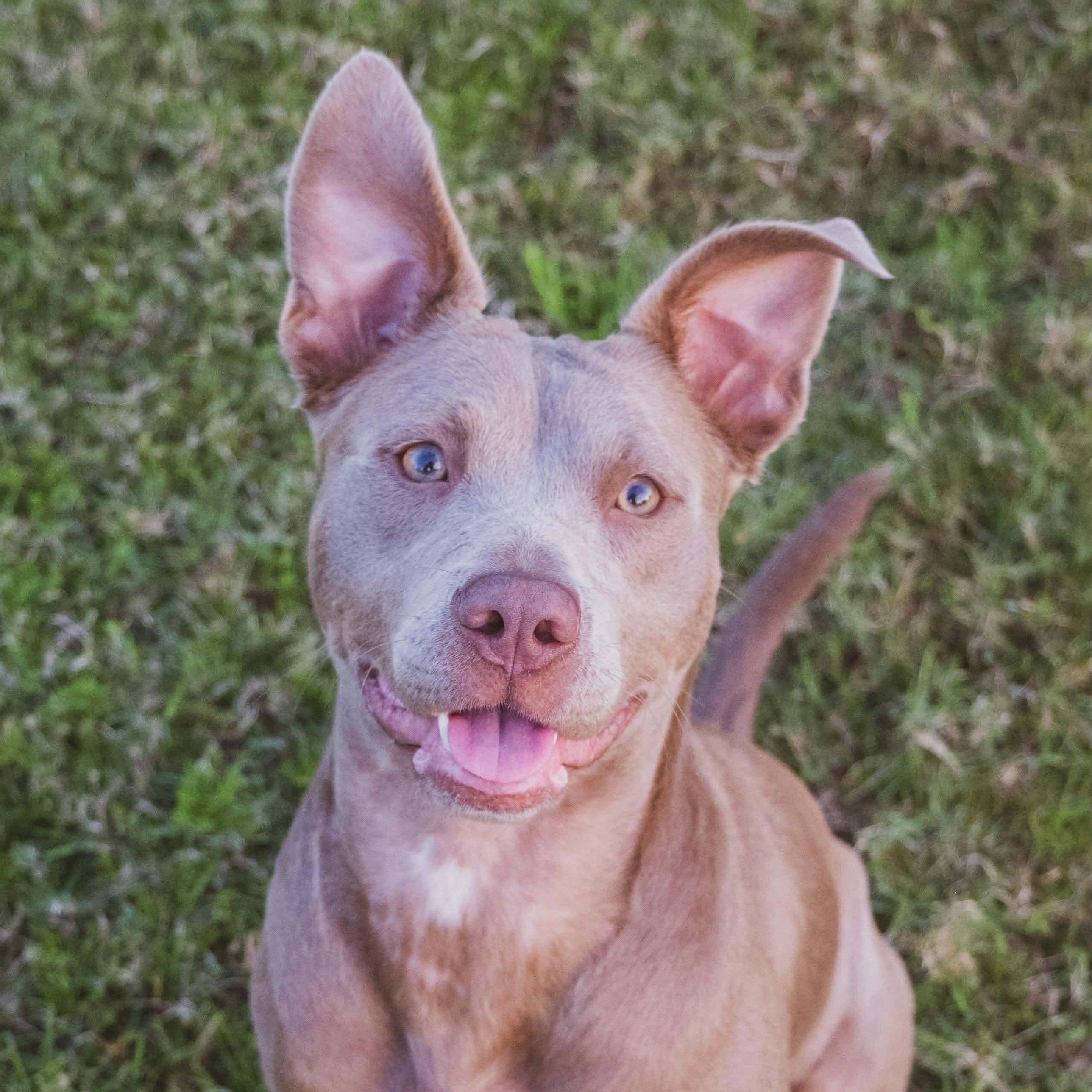 Enlarge Kiwi, a Adoptable mixed breed in Boston, MA image 1/6