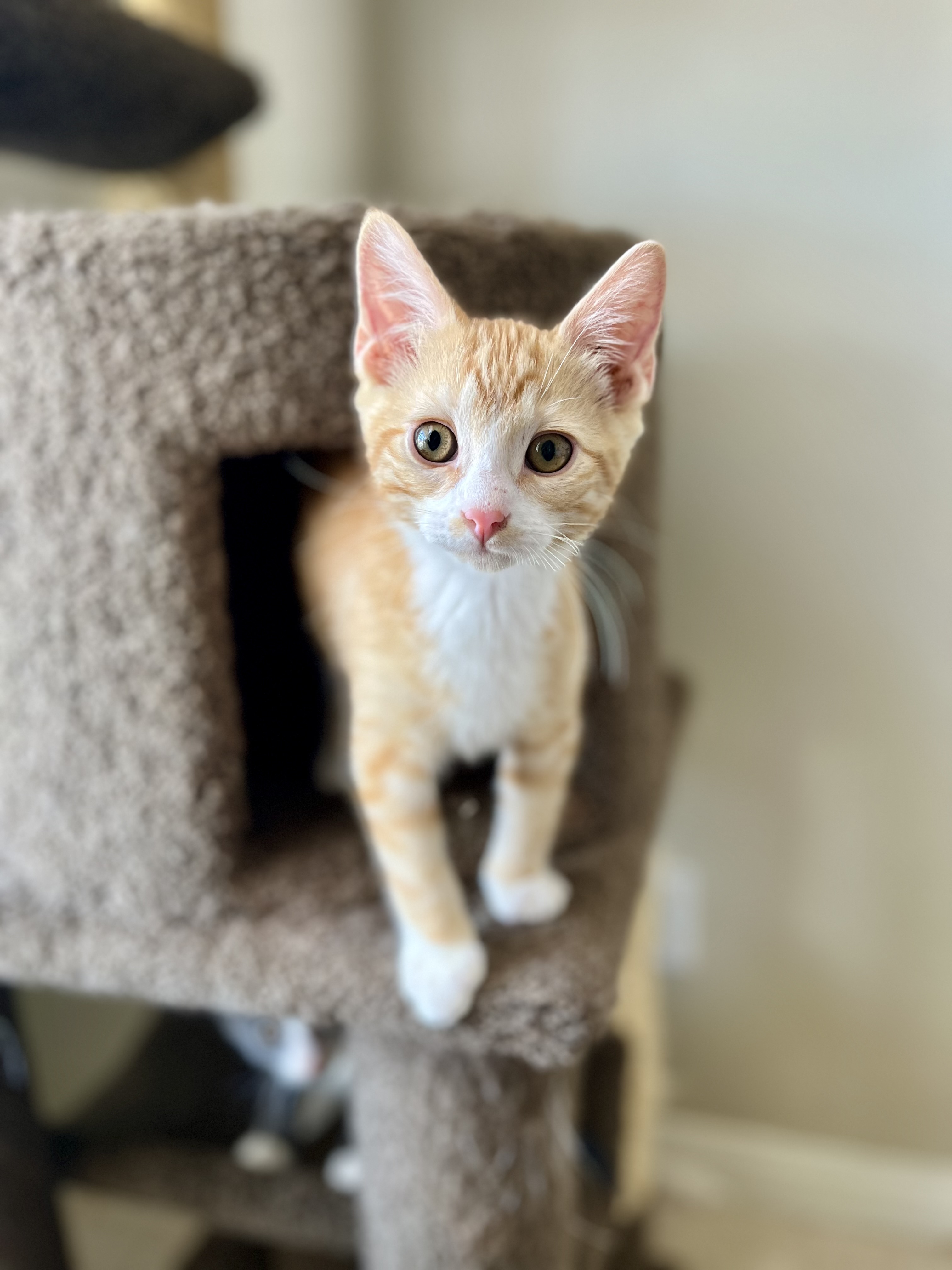 Enlarge River, a Adopted Domestic Short Hair in Las Vegas, NV image 1/3