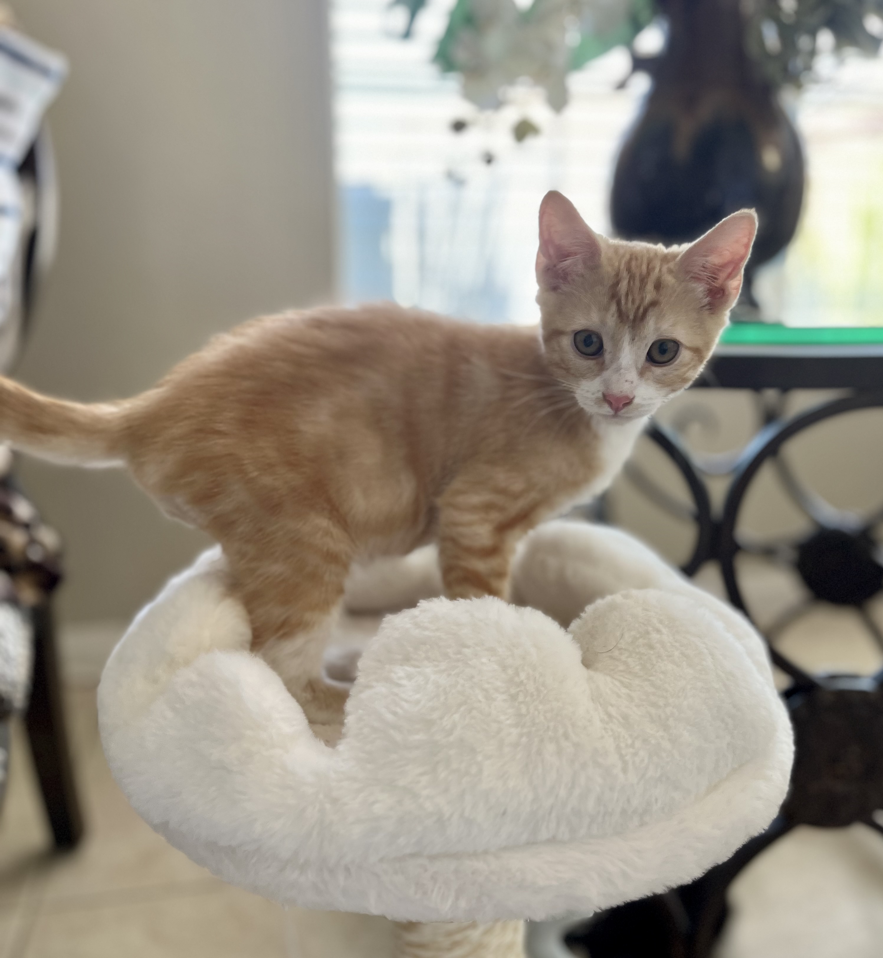 Enlarge River, a Adopted Domestic Short Hair in Las Vegas, NV image 2/3