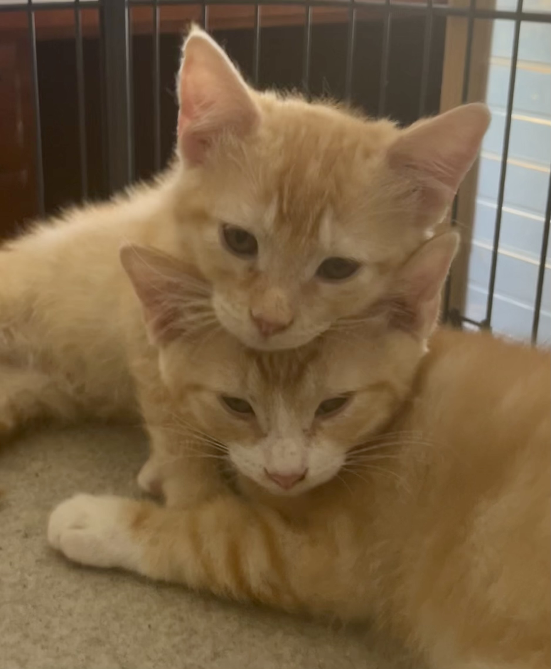 Enlarge River, a Adopted Domestic Short Hair in Las Vegas, NV image 3/3