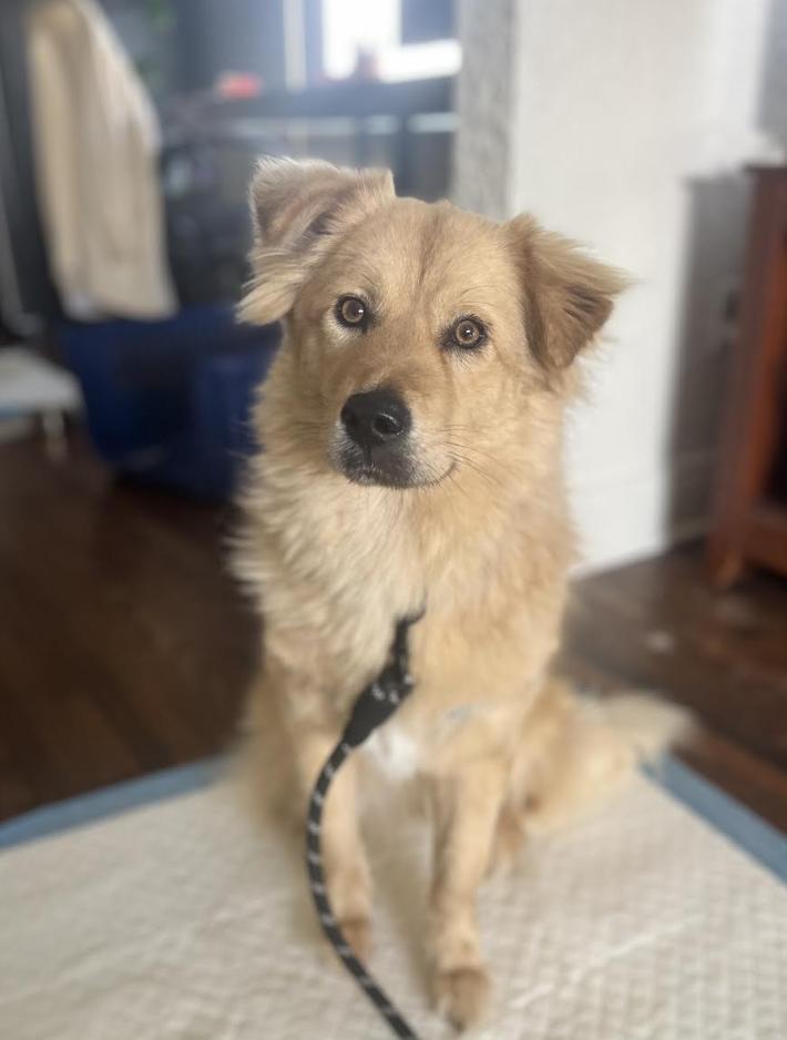 Stardust, a Adoptable Jindo in los angeles, CA image 3/6