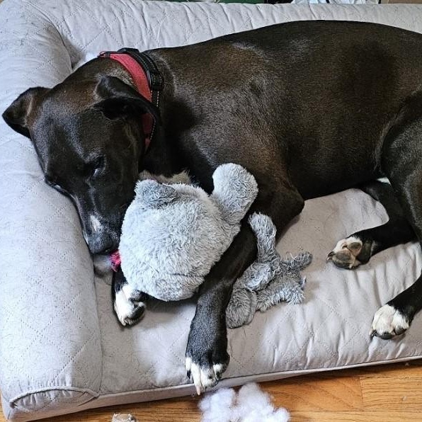 RUGER, Adult Male Labrador Retriever
