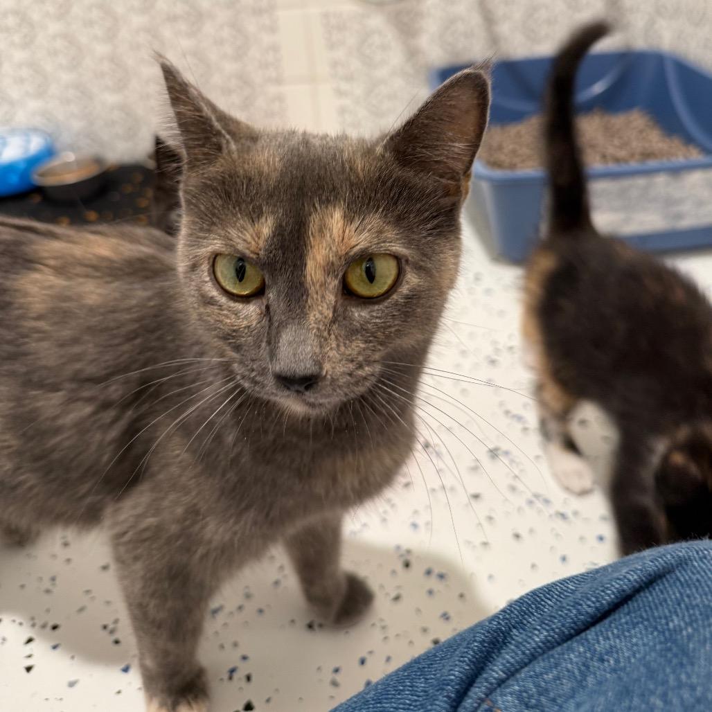 Chrysanthemum, Adoptable, Young Female Domestic Short Hair.