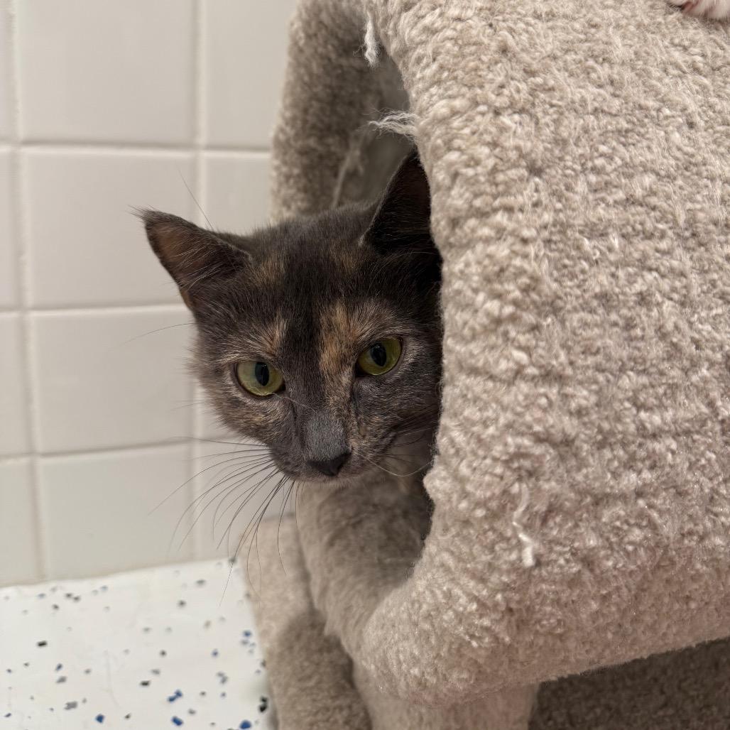 Chrysanthemum, a Adoptable Domestic Short Hair in CHRISTIANSBURG, VA image 2/2