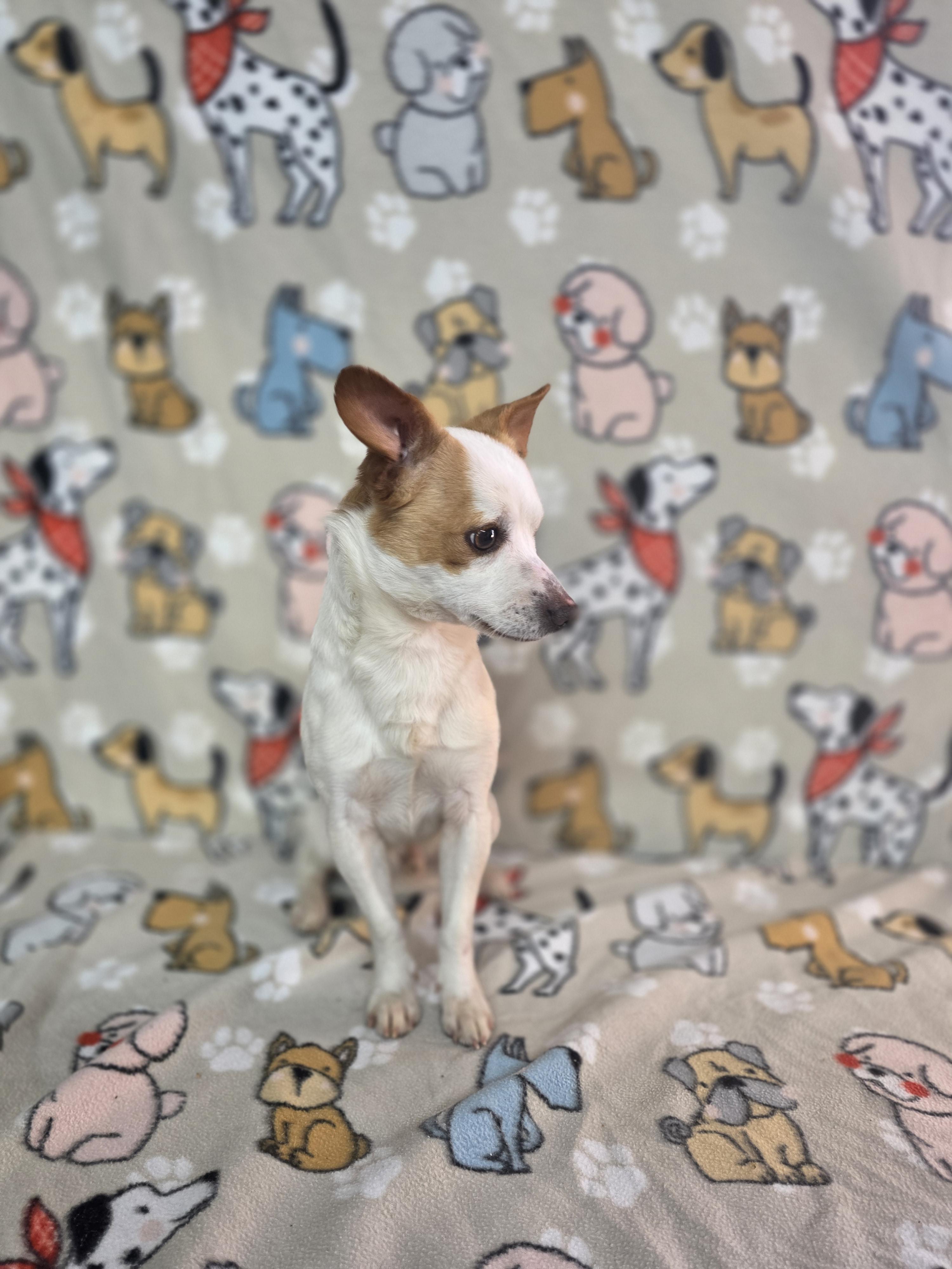 Enlarge Bolt, a ADOPTABLE mixed breed in Dallas, GA image 4/4