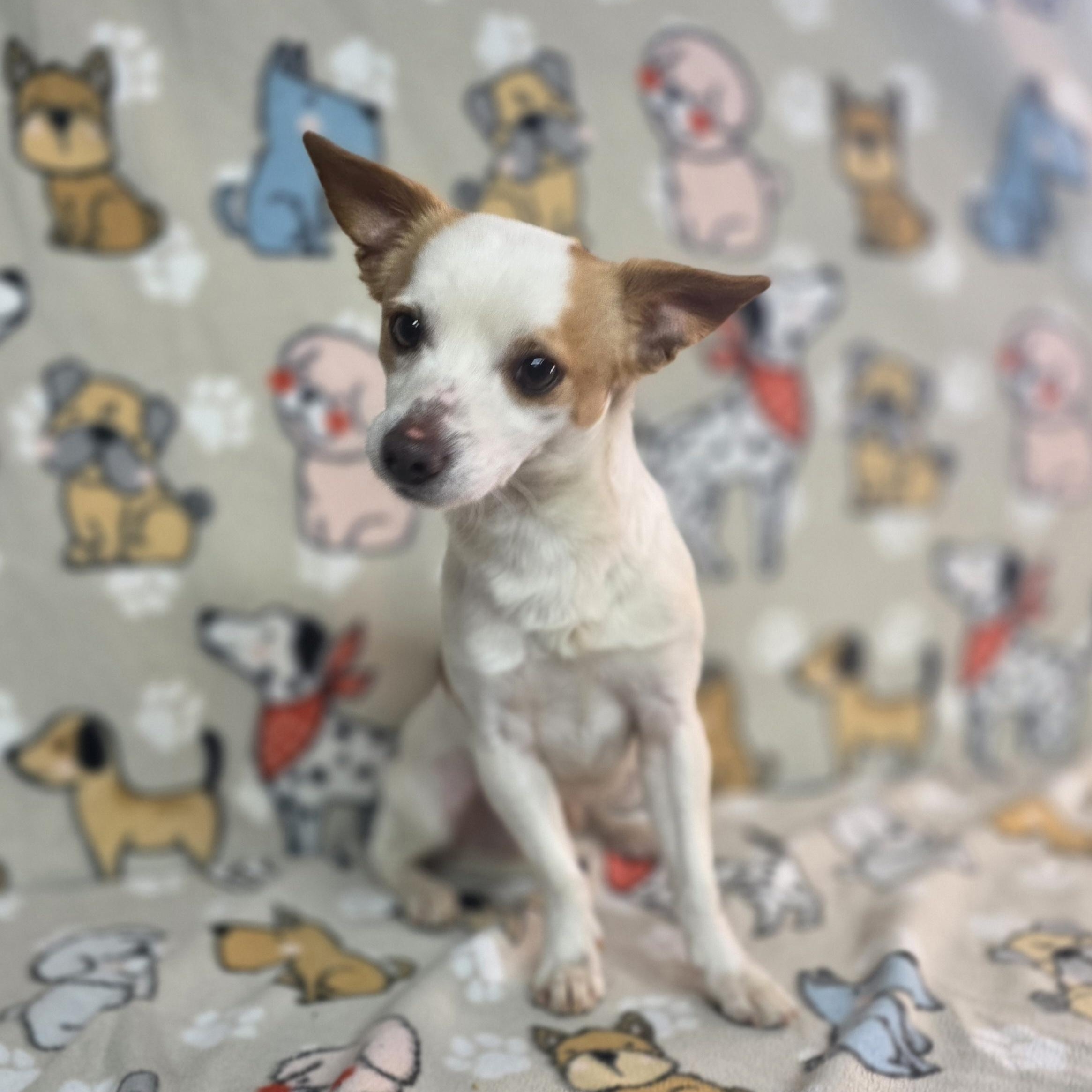 Bolt, a ADOPTABLE mixed breed in Dallas, GA image 2/4