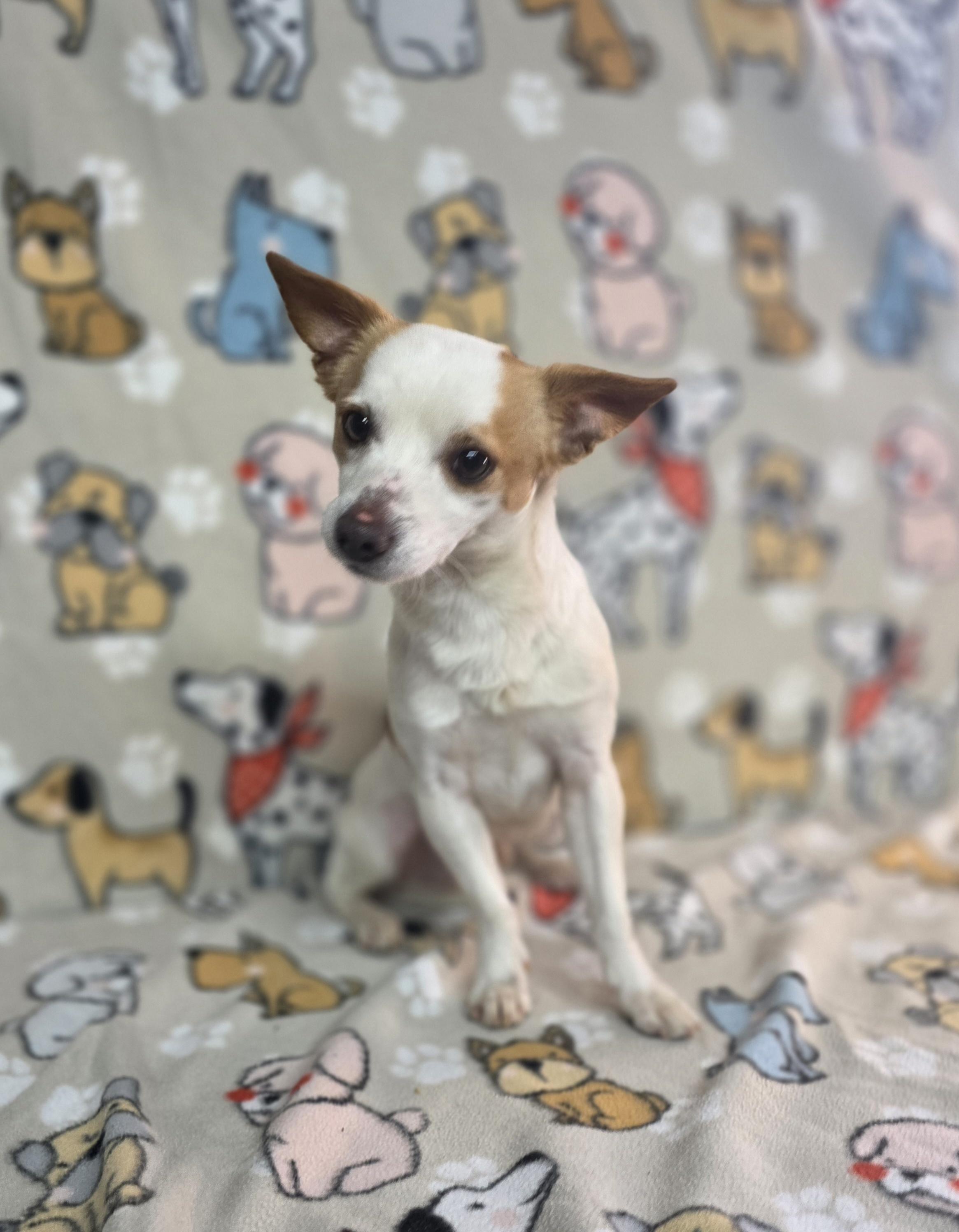 Enlarge Bolt, a ADOPTABLE mixed breed in Dallas, GA image 2/4