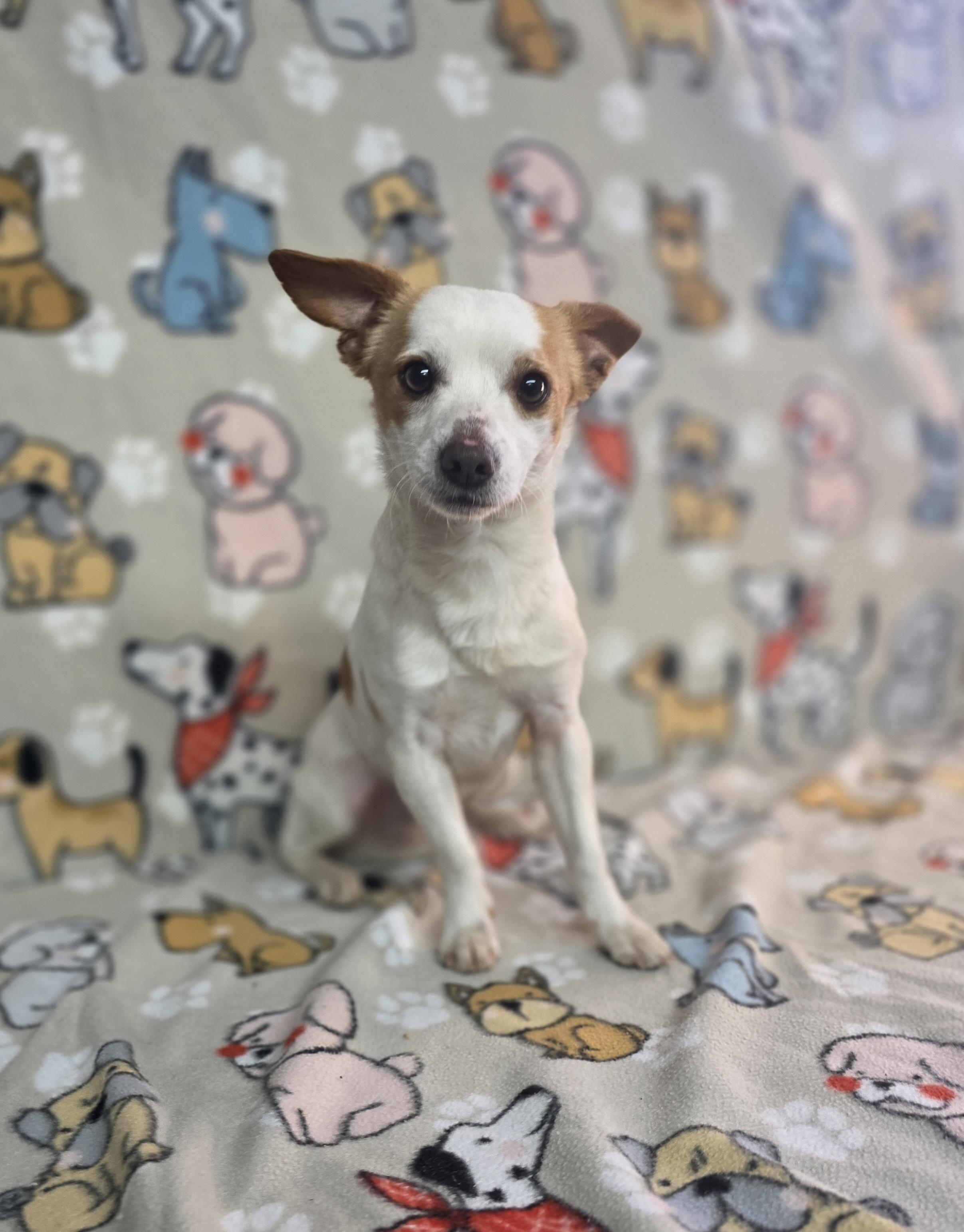 Bolt, ADOPTABLE, Adult Male Chihuahua.