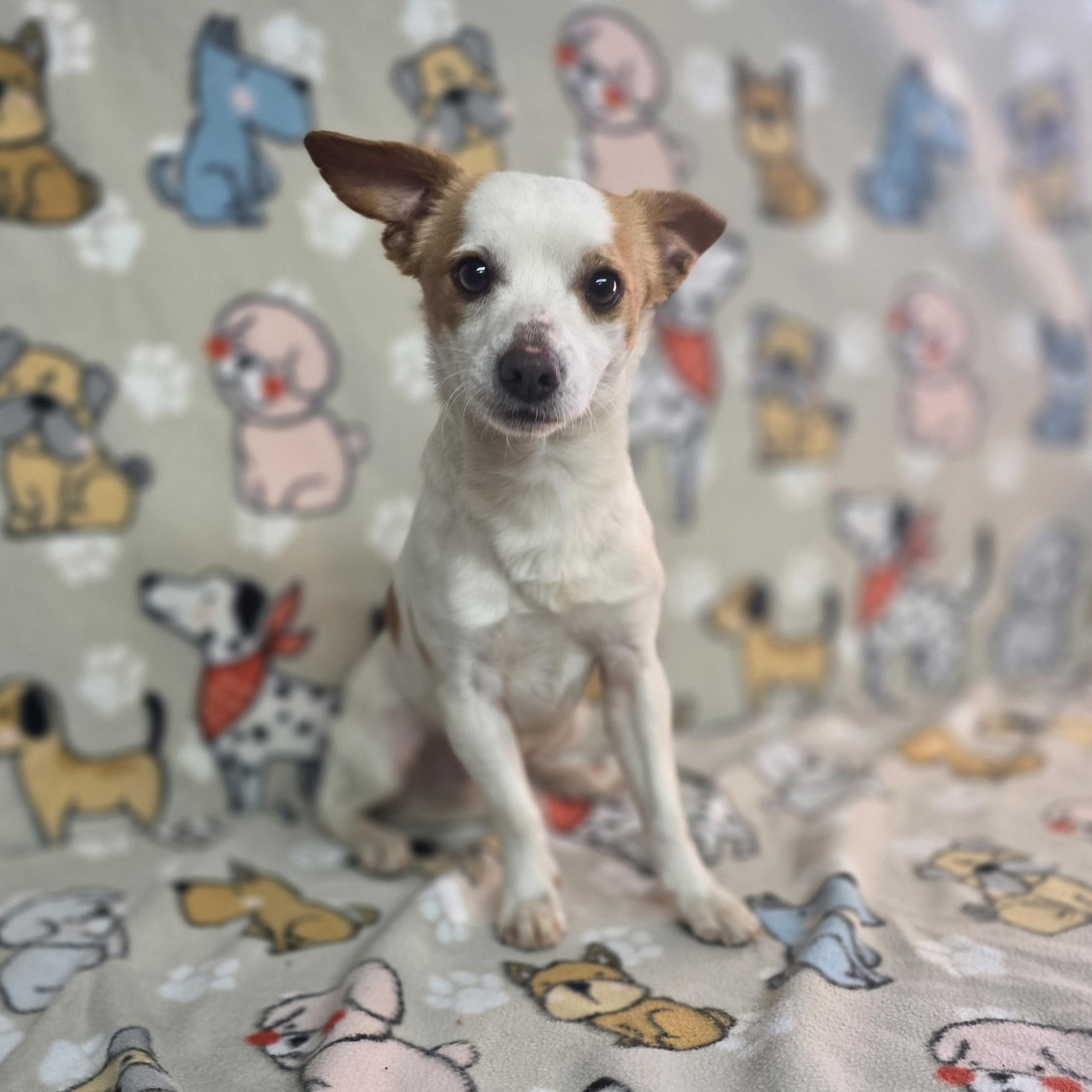 Bolt, a ADOPTABLE mixed breed in Dallas, GA image 1/4