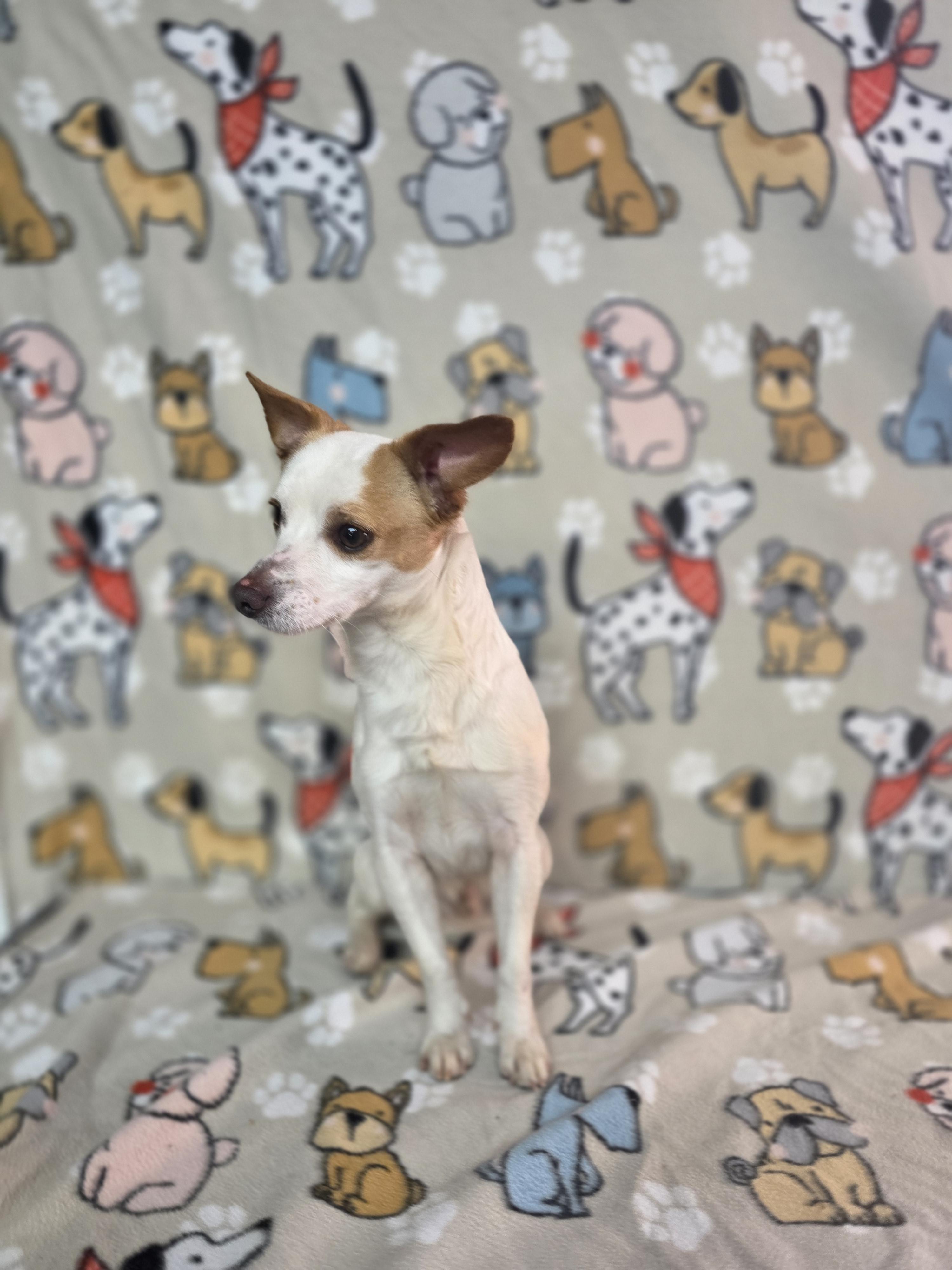 Enlarge Bolt, a ADOPTABLE mixed breed in Dallas, GA image 3/4