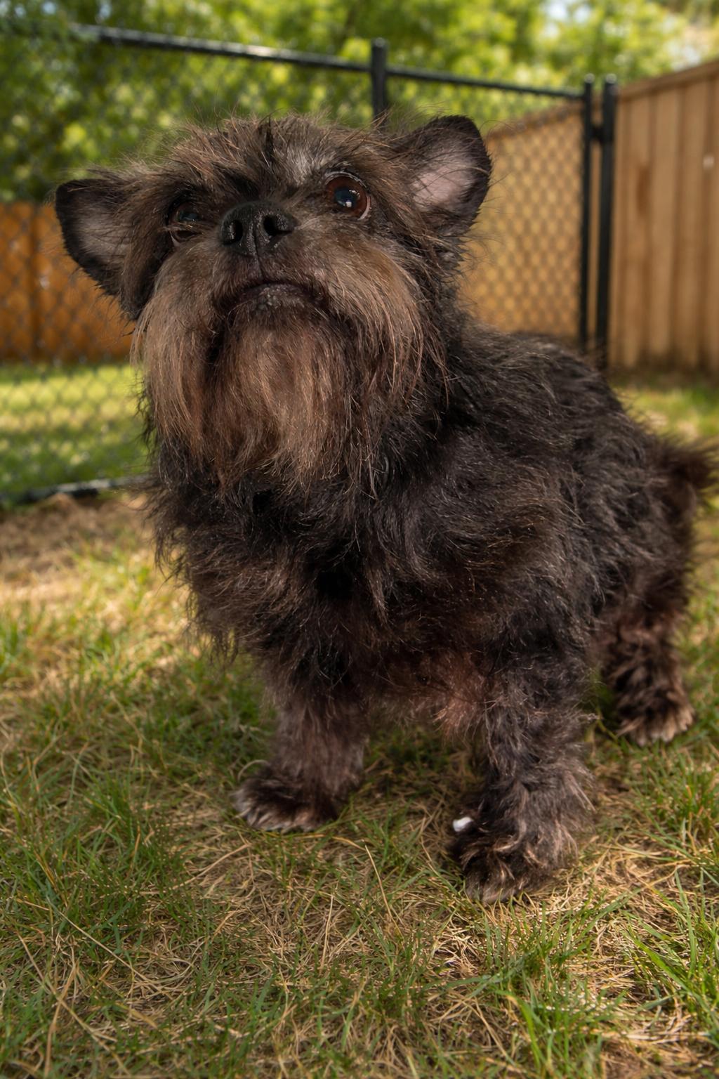 Enlarge Nitro, a Adopted mixed breed in Sistersville, WV image 1/2