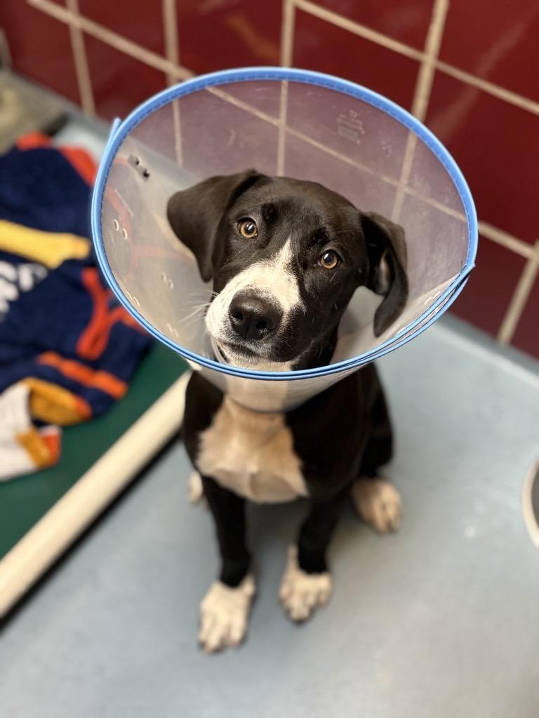 Enlarge LOUISE, a Adoptable mixed breed in Houston, TX image 1/1