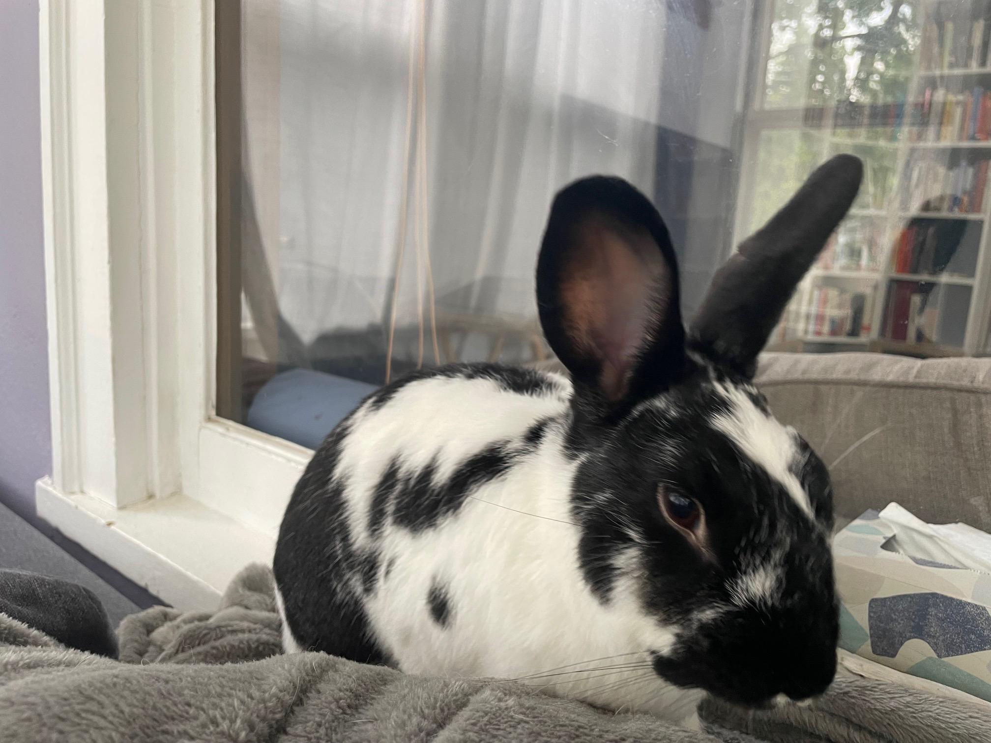 Odie, Adoptable, Adult Male Bunny Rabbit.