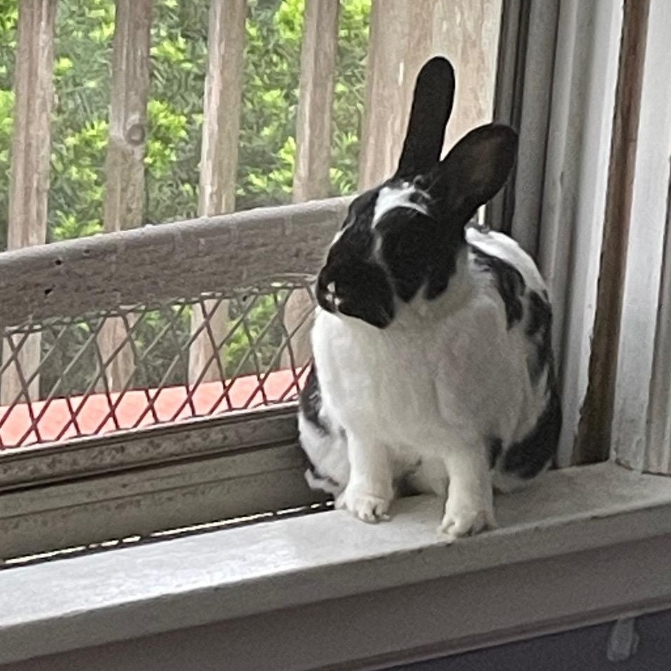 Odie, a Adoptable mixed breed in Edina, MN image 2/5