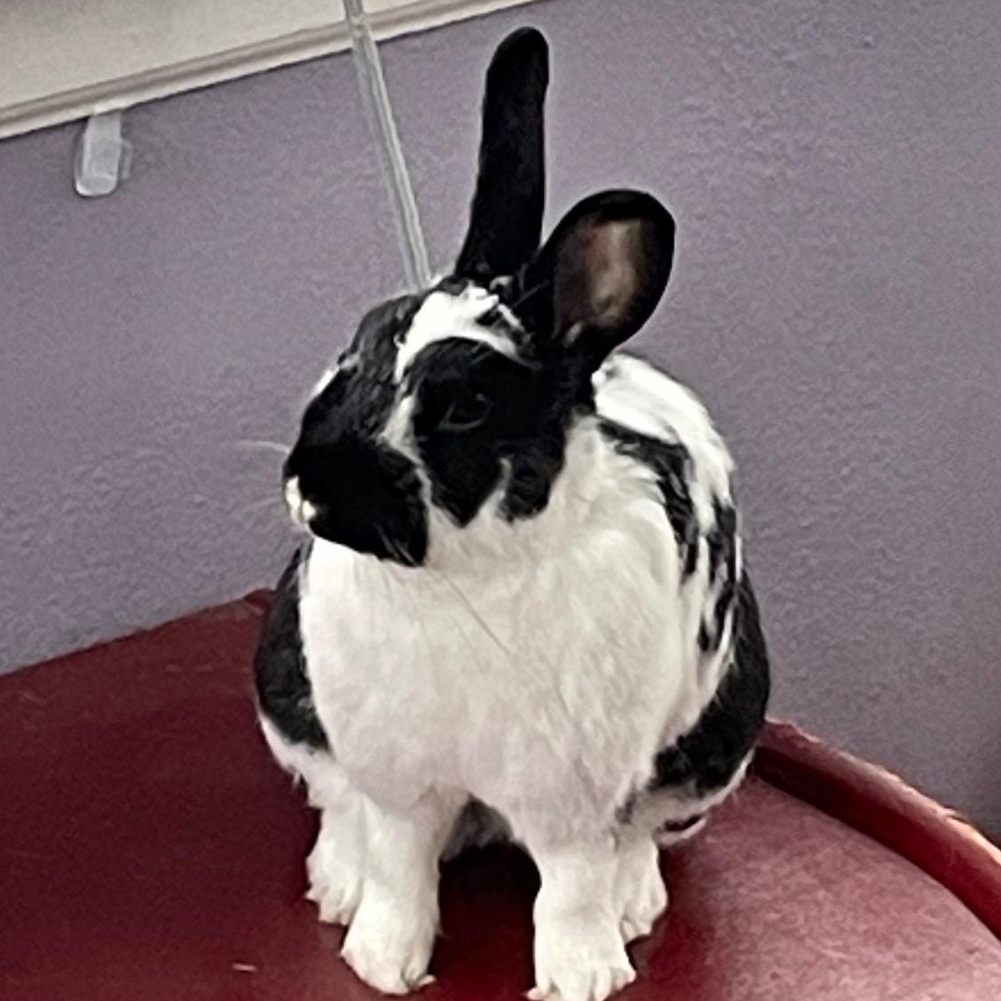 Odie, a Adoptable mixed breed in Edina, MN image 3/5