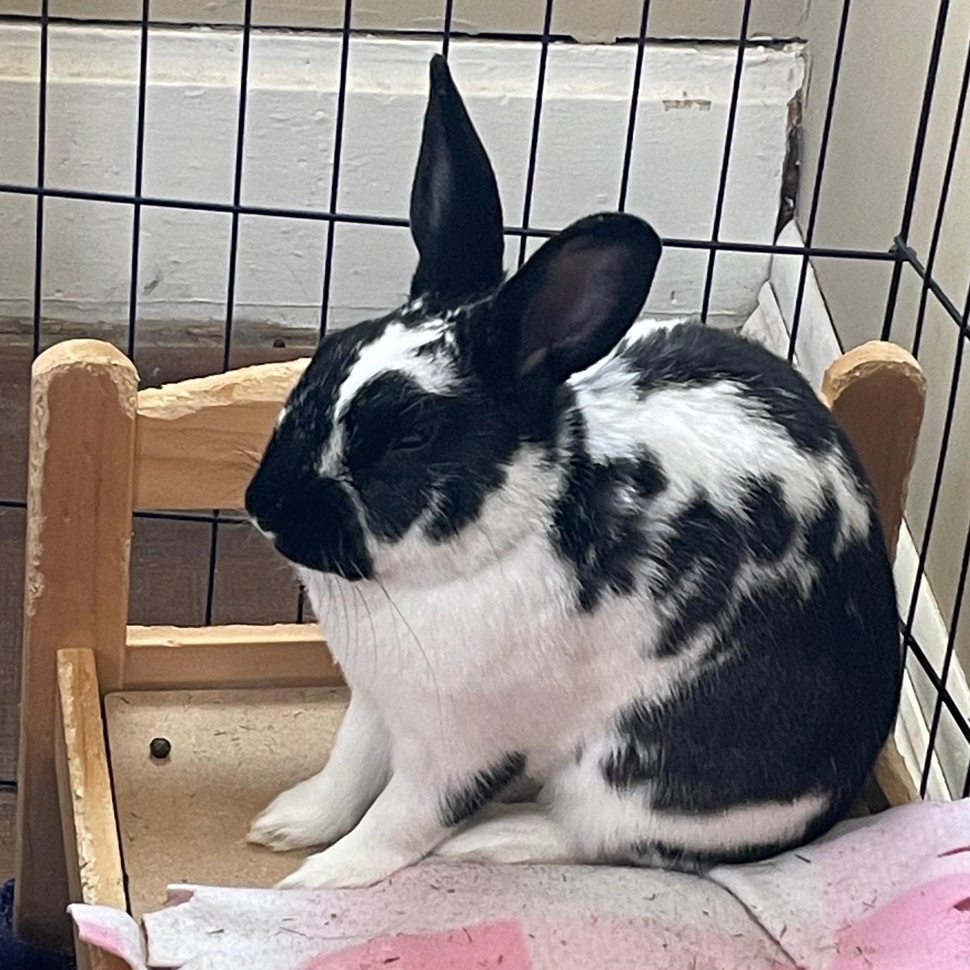 Odie, a Adoptable mixed breed in Edina, MN image 4/5