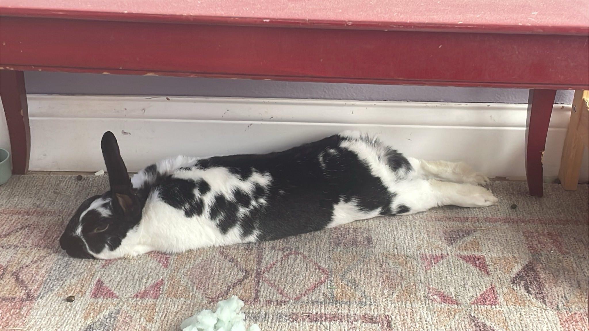 Odie, Adoptable, Adult Male Bunny Rabbit.