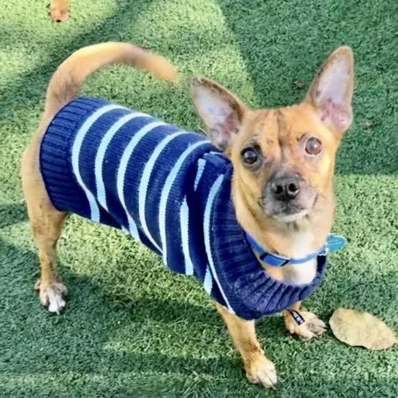 Enlarge Bernice, a ADOPTABLE mixed breed in Santa Rosa, CA image 1/1