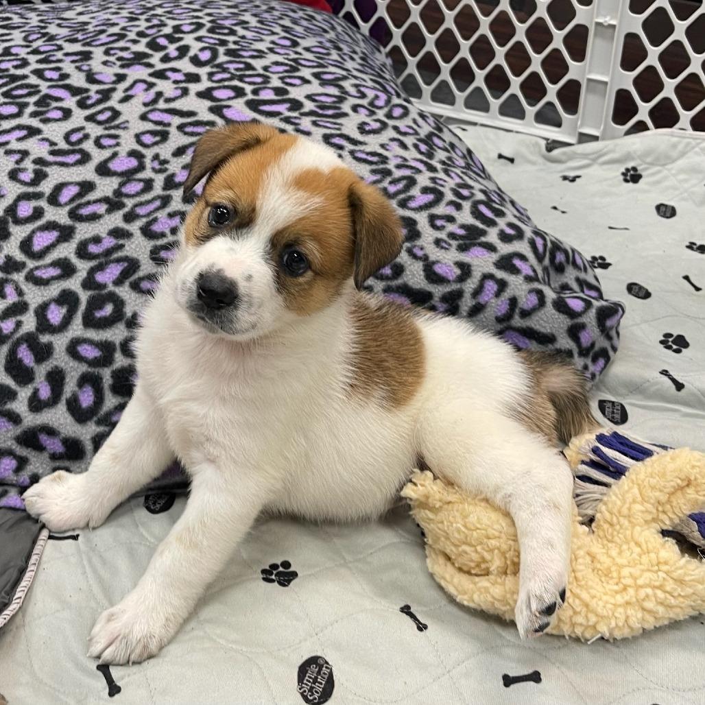 Enlarge Paisley, a Adoptable Mixed Breed in Dallas, TX image 1/3