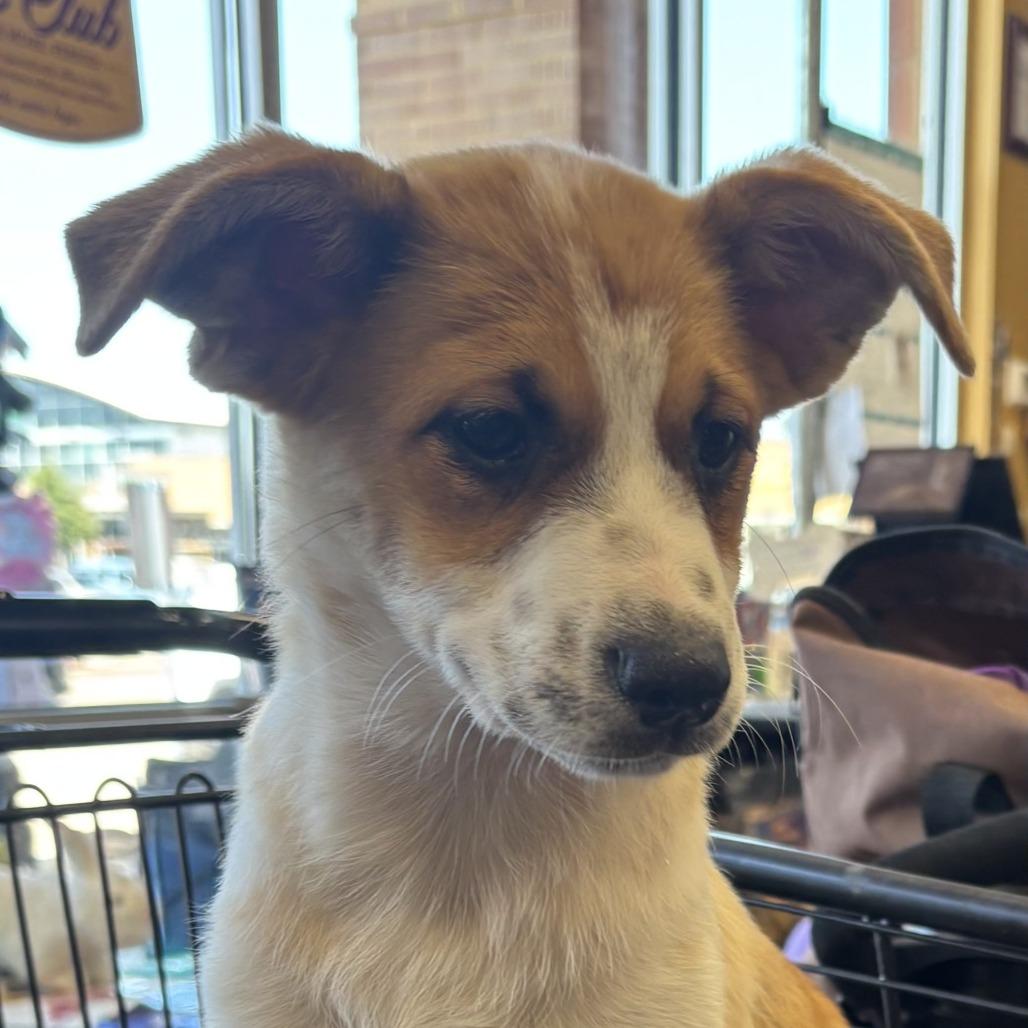 Enlarge Paisley, a Adoptable Mixed Breed in Dallas, TX image 3/3