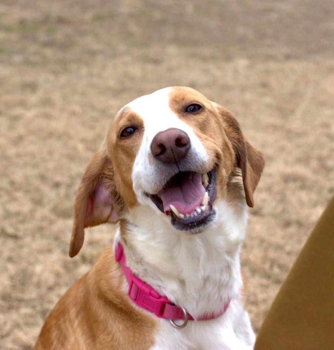 Enlarge Cricket, a Adoptable mixed breed in Saluda, VA image 1/3