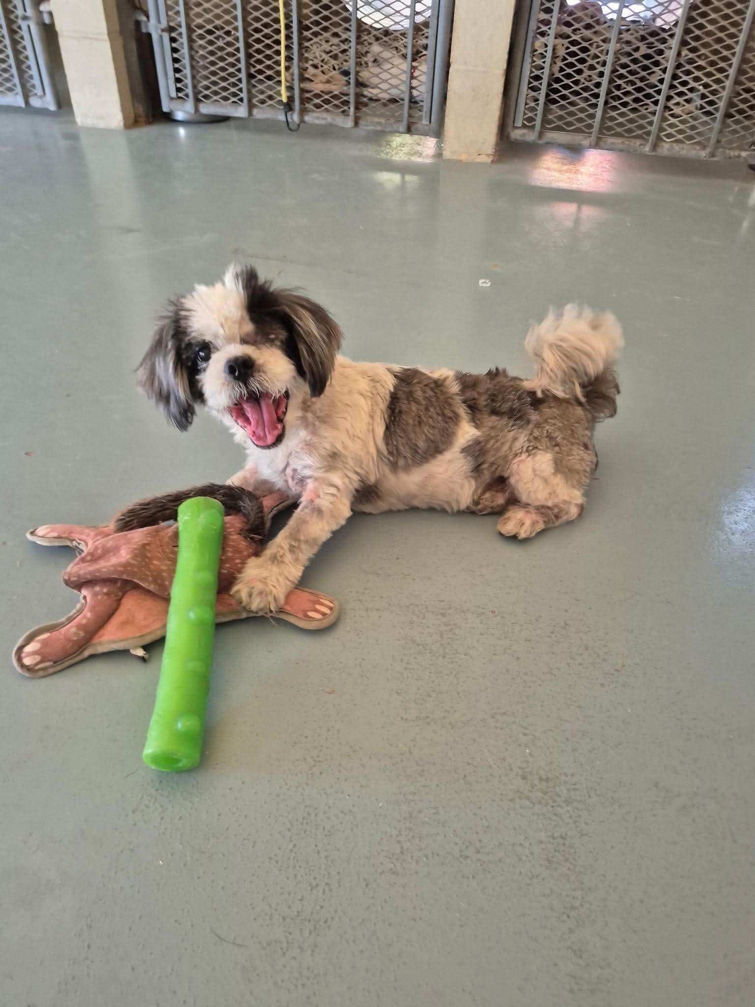 Jake, adopted, Adult Male Shih Tzu.