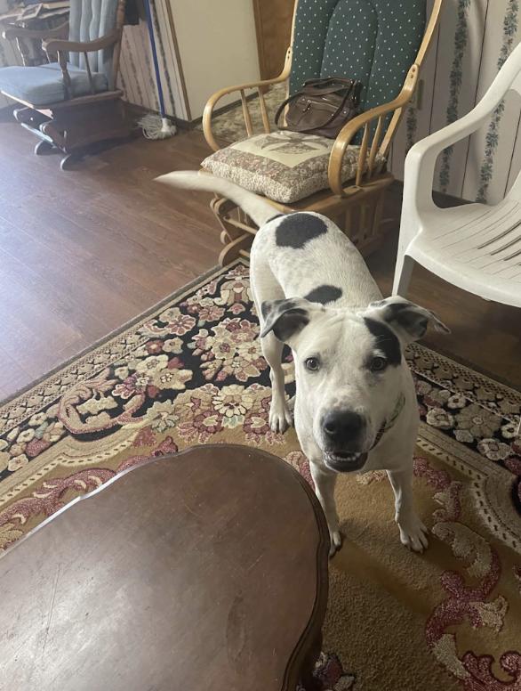 Enlarge Charlie, a Adoptable mixed breed in Zimmerman, MN image 1/1