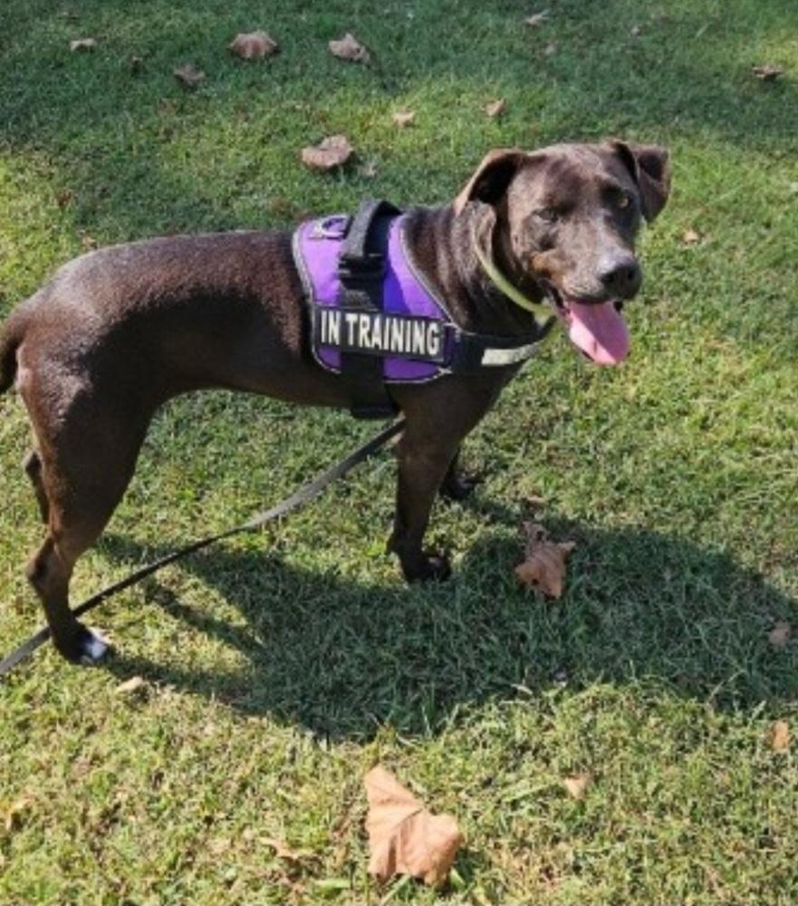 Chilly, Adoptable, Young Female Mixed Breed.