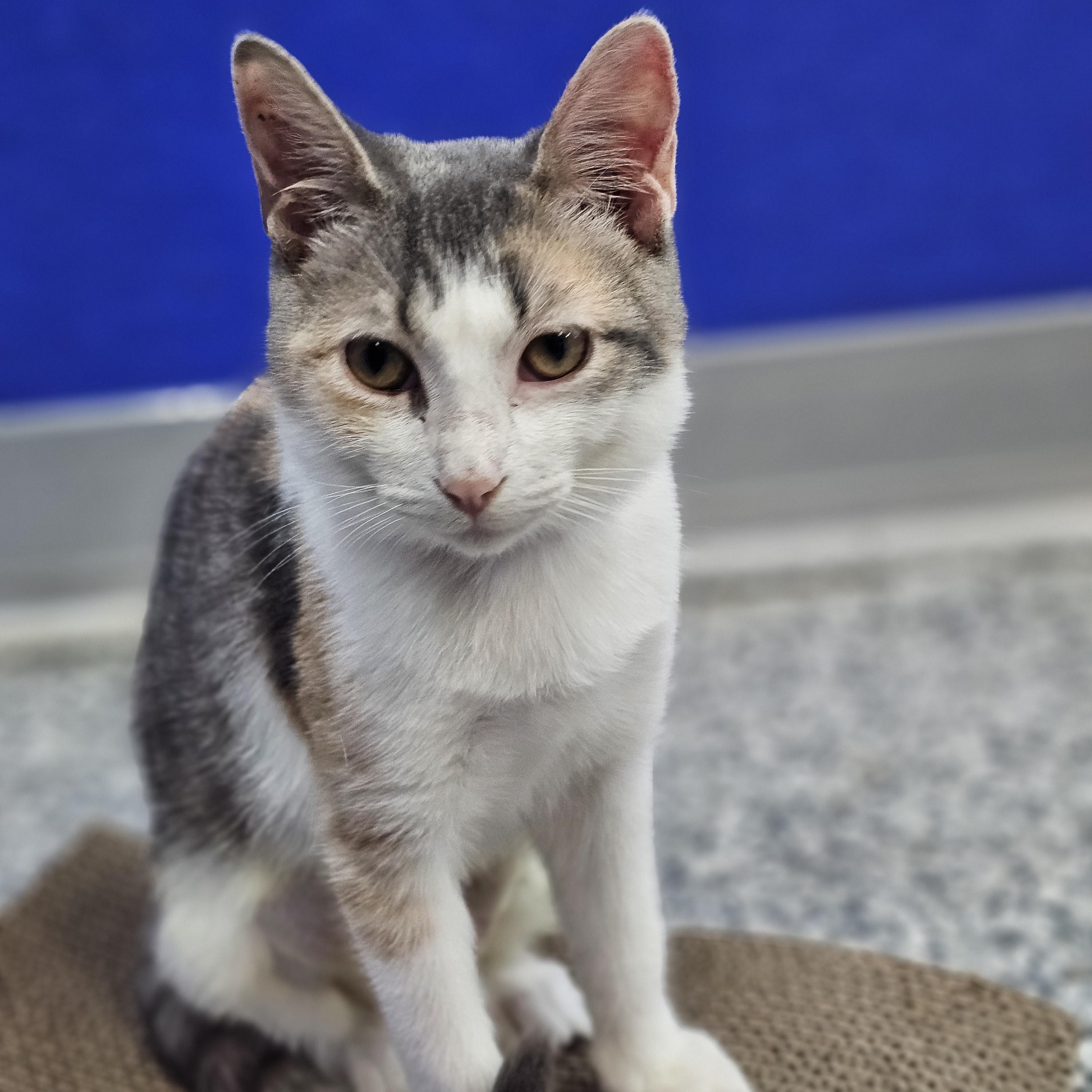 Petal, Adoptable, Kitten Female Domestic Short Hair.