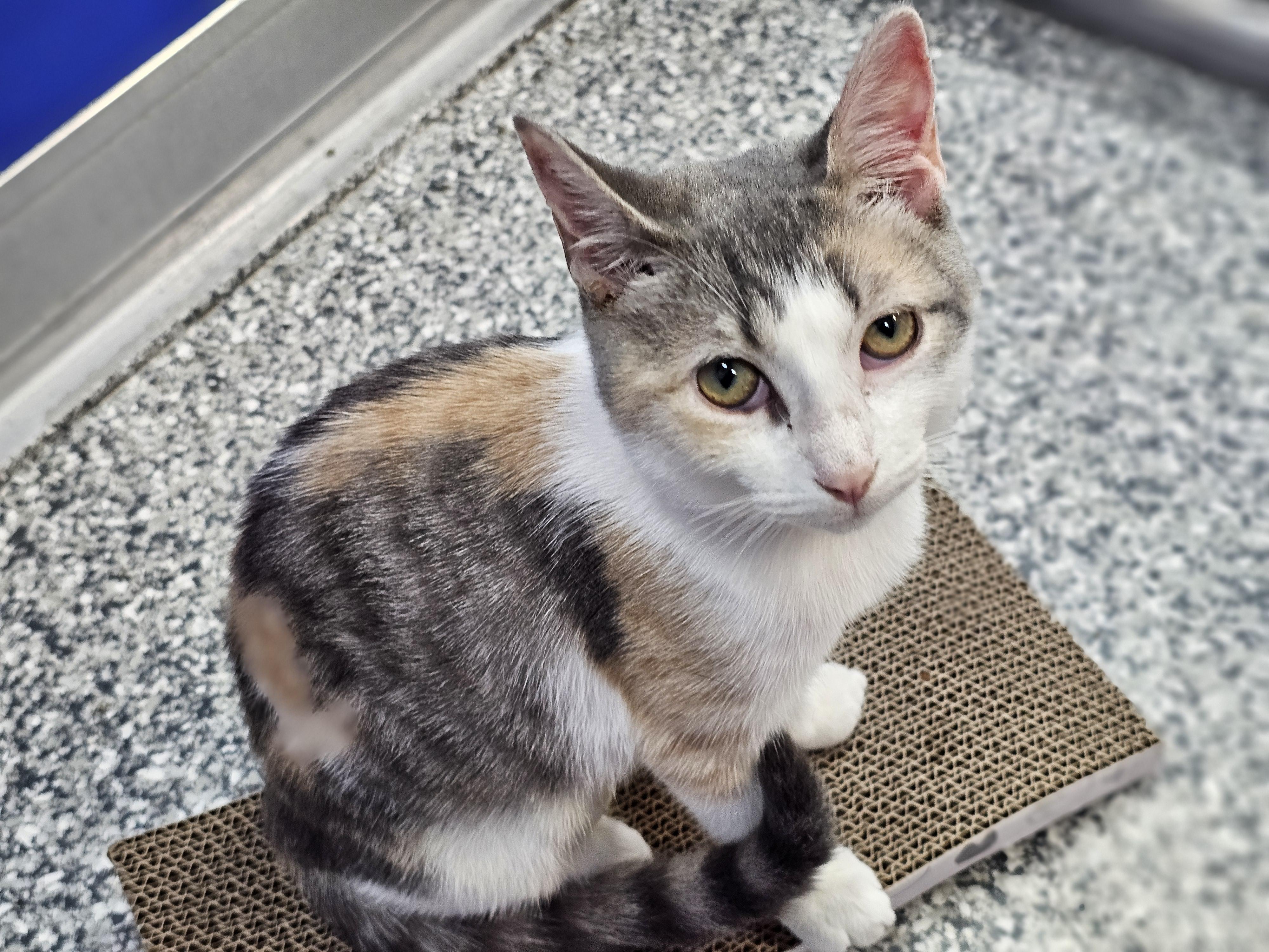 Enlarge Petal, a Adoptable Domestic Short Hair in Dunkirk, NY image 2/2