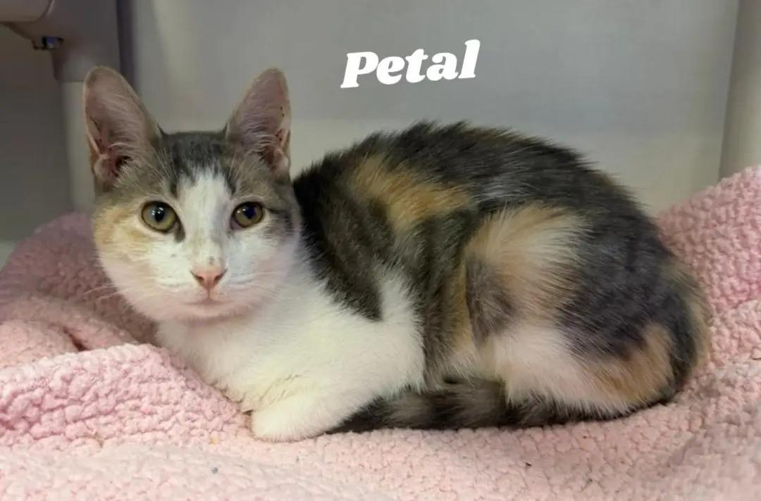 Petal, Adoptable, Kitten Female Domestic Short Hair.