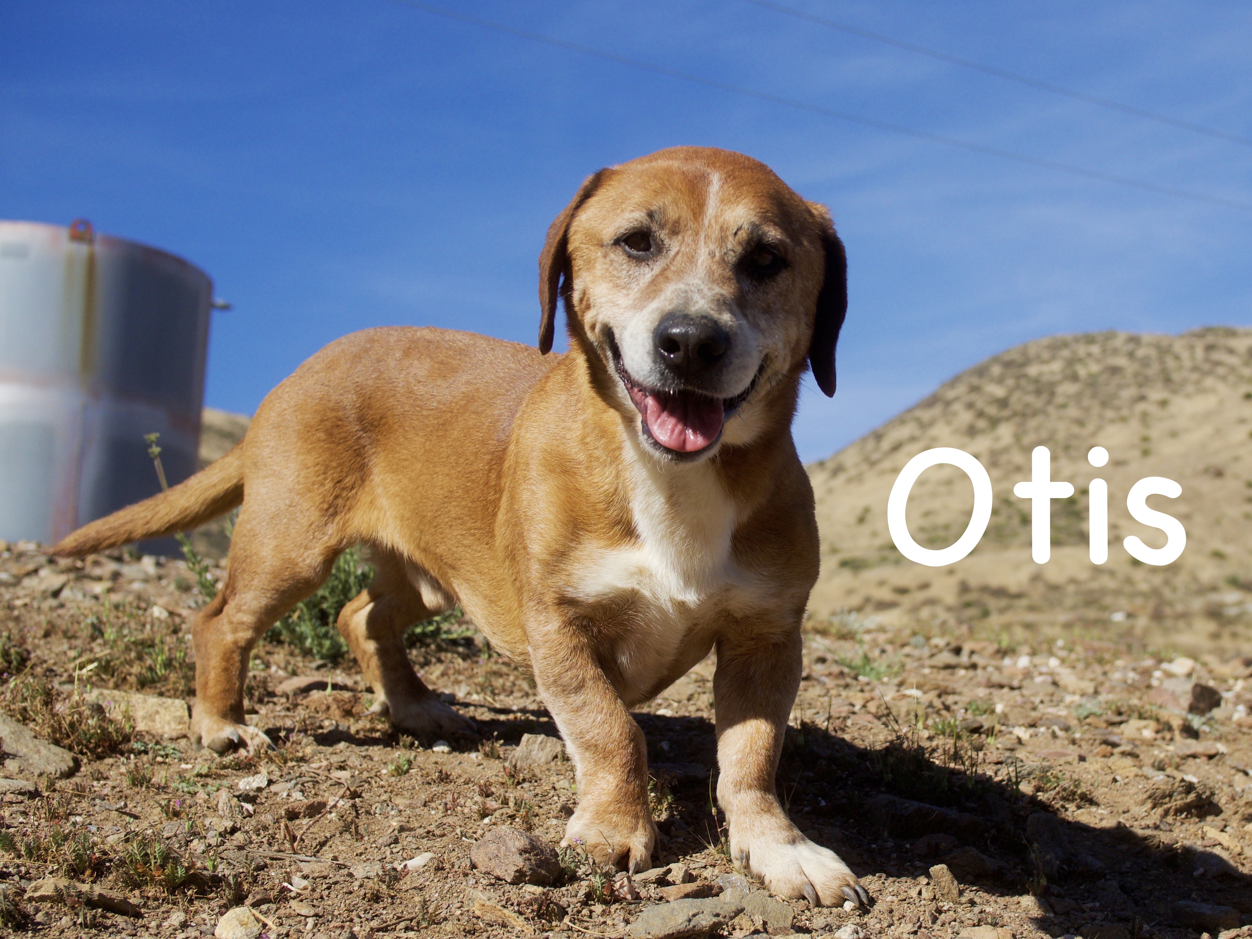 Otis, an adoptable Basset Hound Mix in Acton, CA_image-1