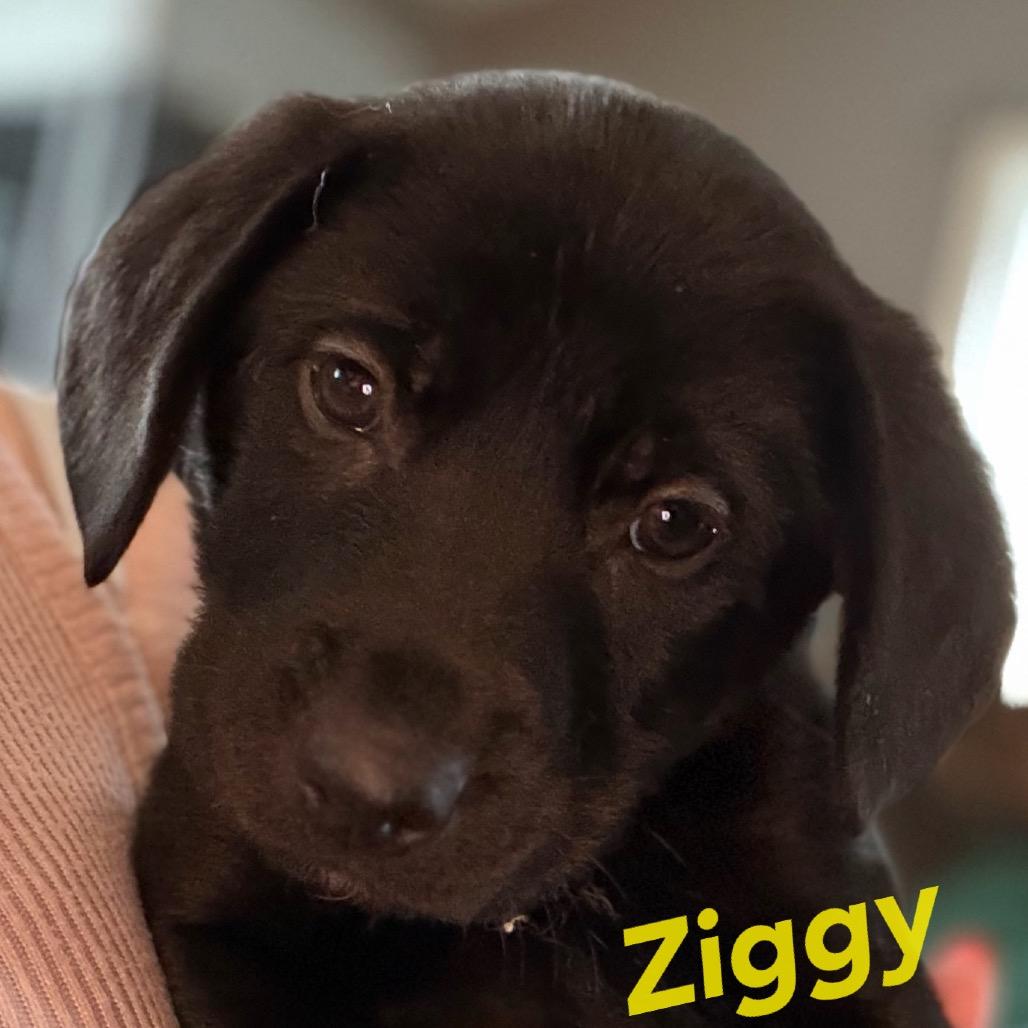 Ziggy - yellow, Adoptable, Puppy Male Black Labrador Retriever.