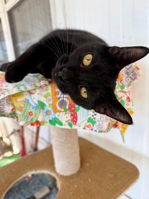 Enlarge Raven the lap cat, a ADOPTABLE Domestic Short Hair in Wimauma, FL image 2/6