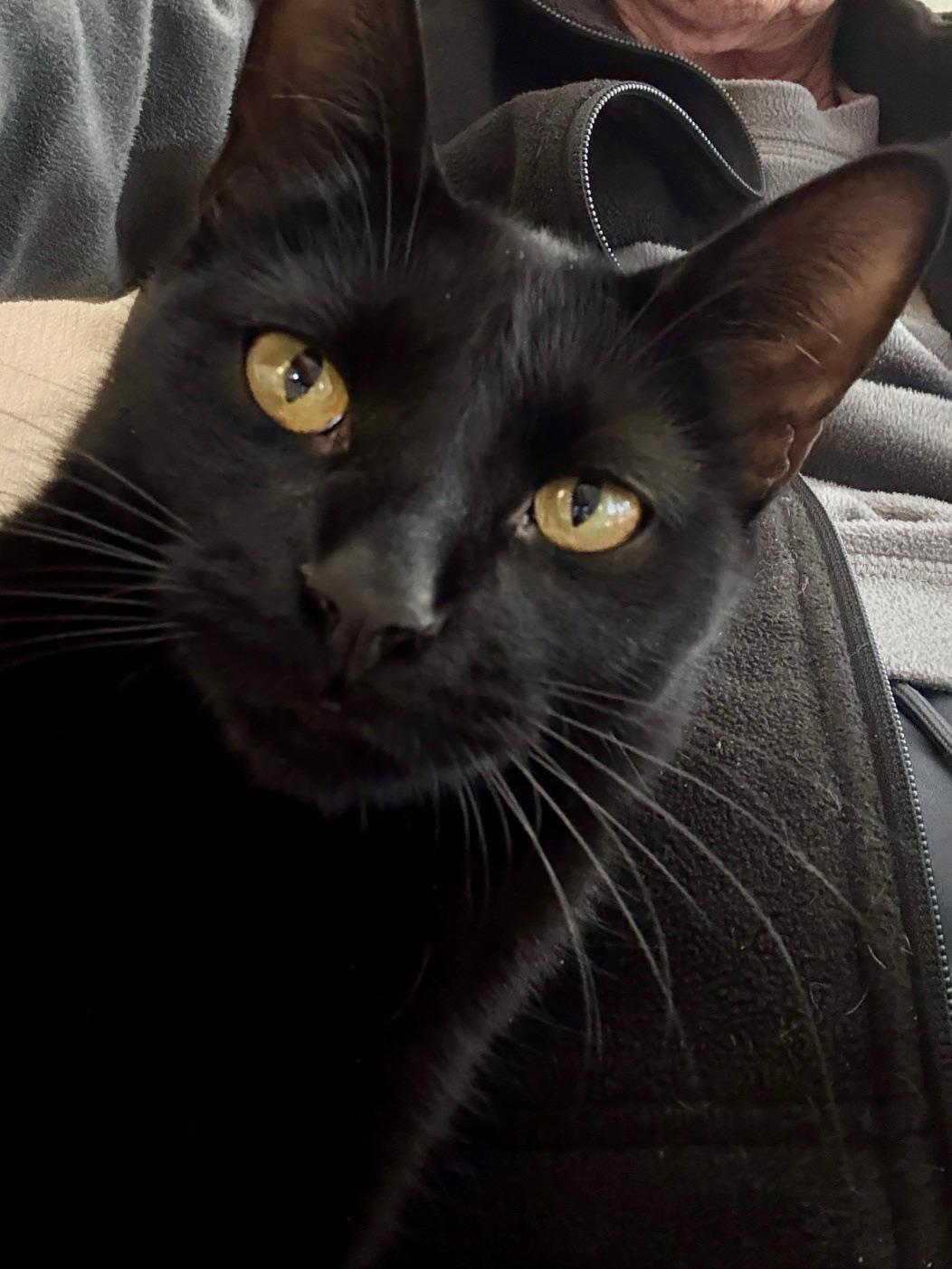 Enlarge Raven the lap cat, a ADOPTABLE Domestic Short Hair in Wimauma, FL image 6/6