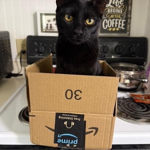 Enlarge Raven the lap cat, a ADOPTABLE Domestic Short Hair in Wimauma, FL image 3/6