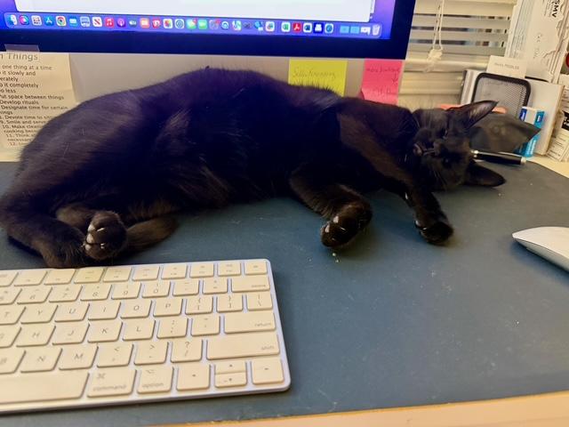 Enlarge Raven the lap cat, a ADOPTABLE Domestic Short Hair in Wimauma, FL image 4/6