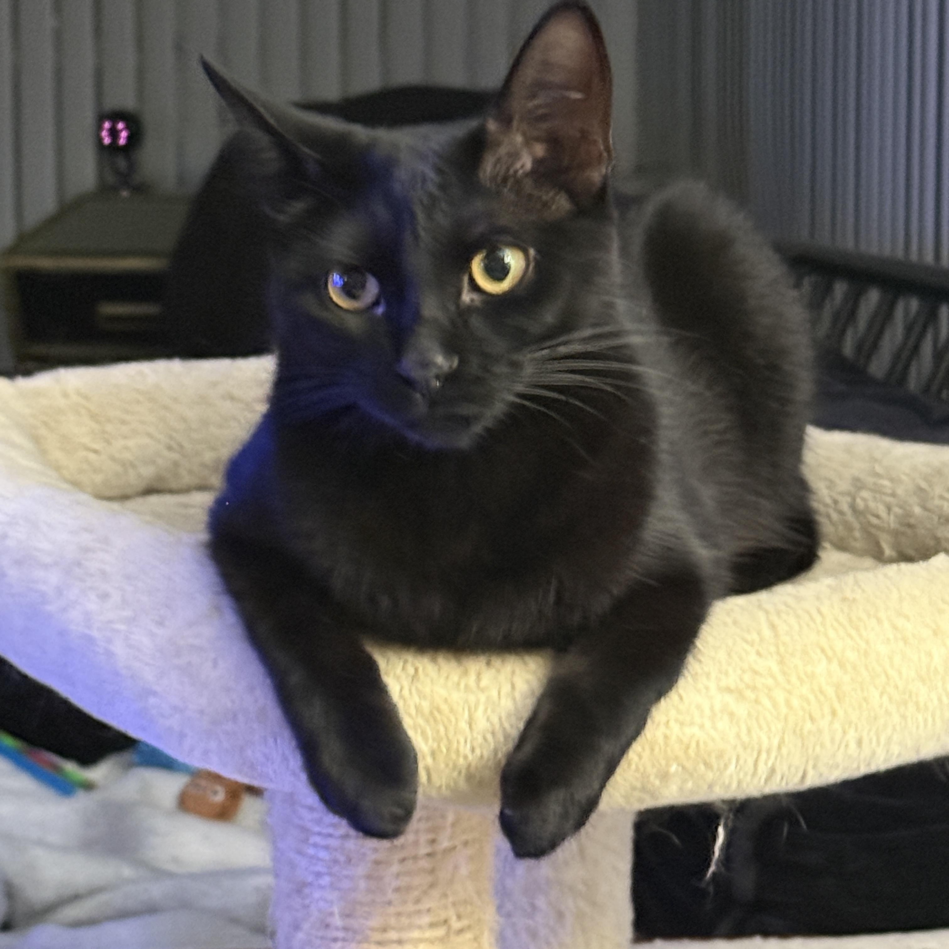 Enlarge Raven the lap cat, a ADOPTABLE Domestic Short Hair in Wimauma, FL image 5/6