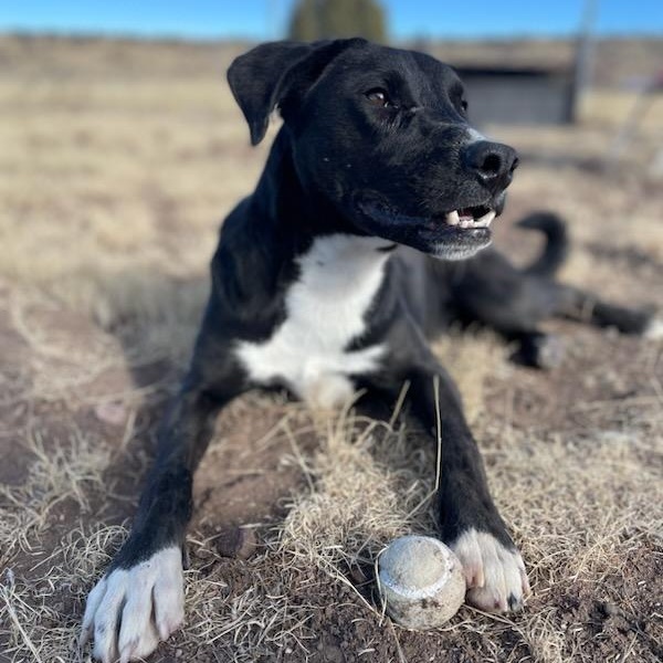Falcon, a Adoptable mixed breed in Springerville, AZ image 1/2