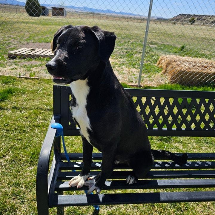 Falcon, a Adoptable mixed breed in Springerville, AZ image 2/2