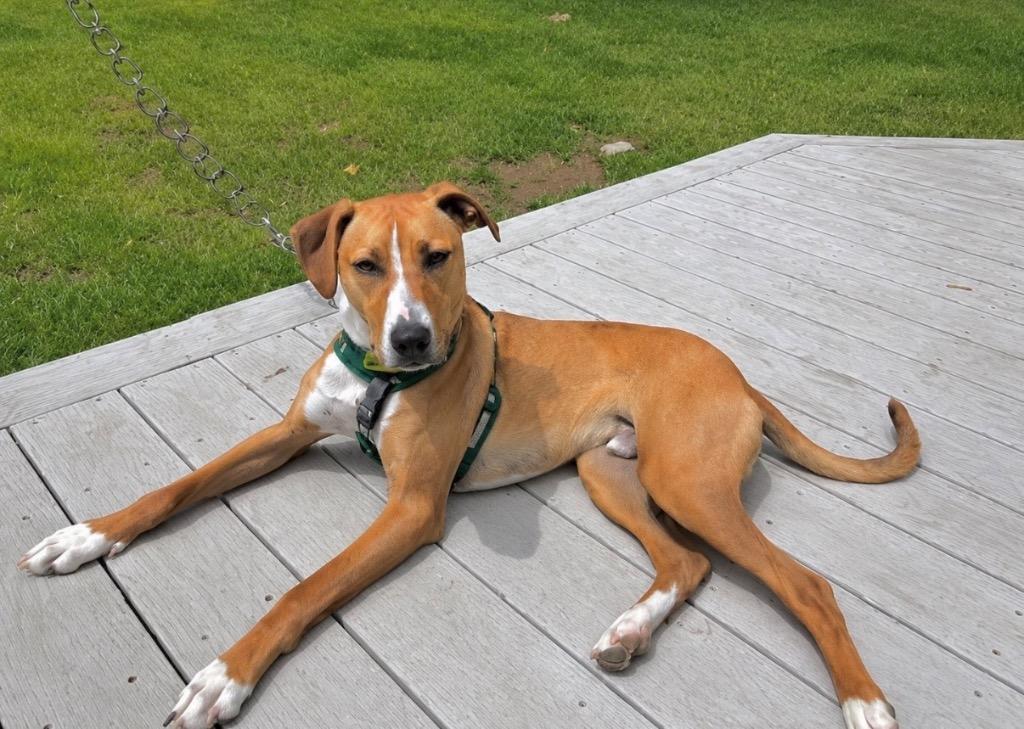 Humphrey, Adoptable, Young Male Hound.