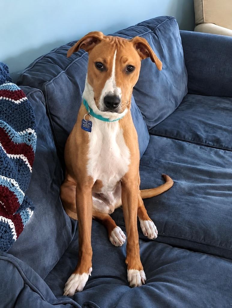 Humphrey, a Adoptable mixed breed in Princeton, MA image 2/6