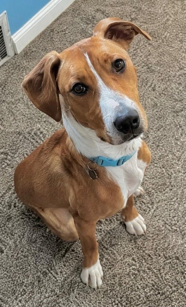 Humphrey, a Adoptable mixed breed in Princeton, MA image 3/6