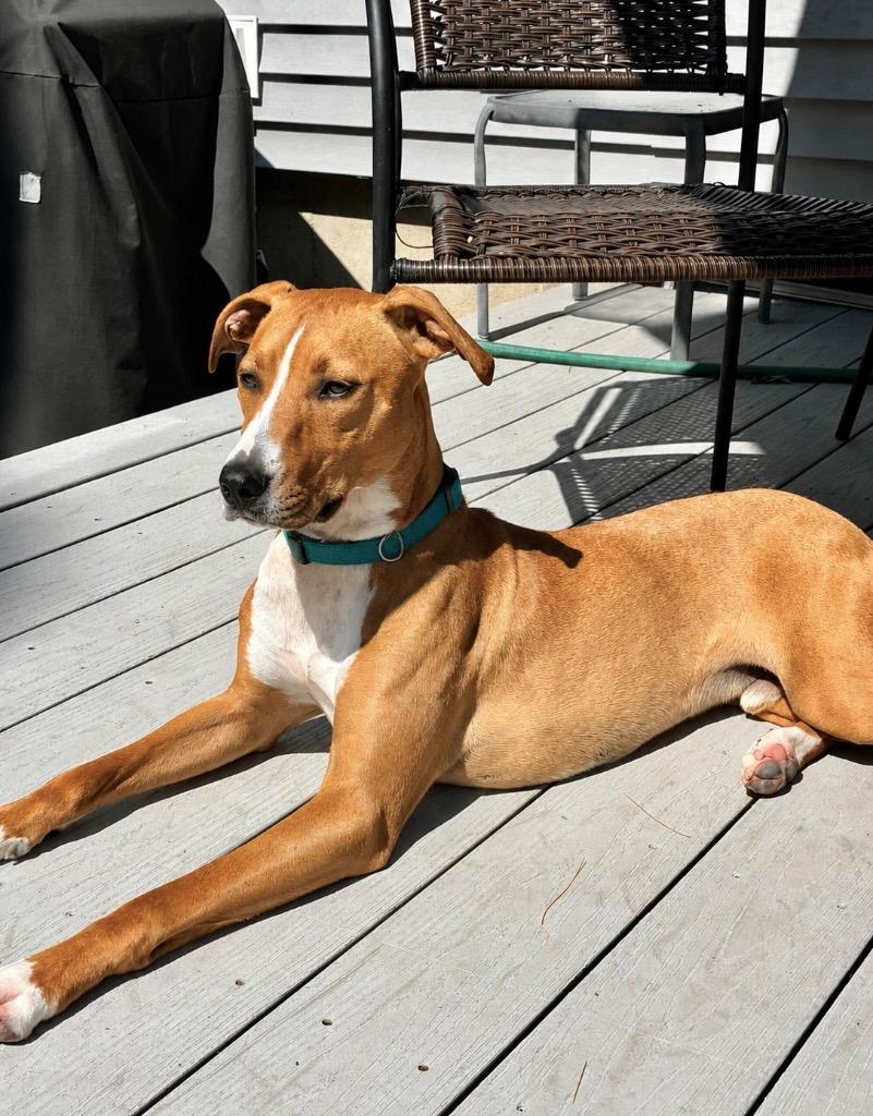 Humphrey, a Adoptable mixed breed in Princeton, MA image 4/6