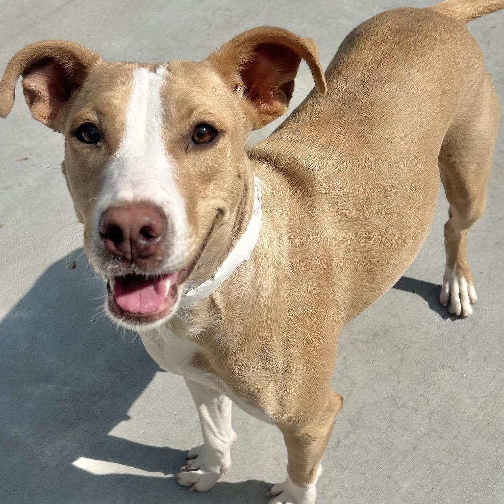 Enlarge Darla, a Adoptable Pit Bull Terrier in Birmingham, AL image 1/5
