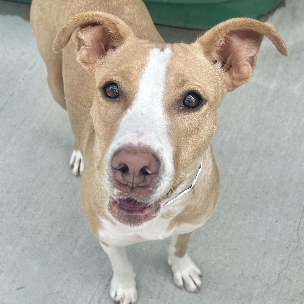 Enlarge Darla, a Adoptable Pit Bull Terrier in Birmingham, AL image 2/5